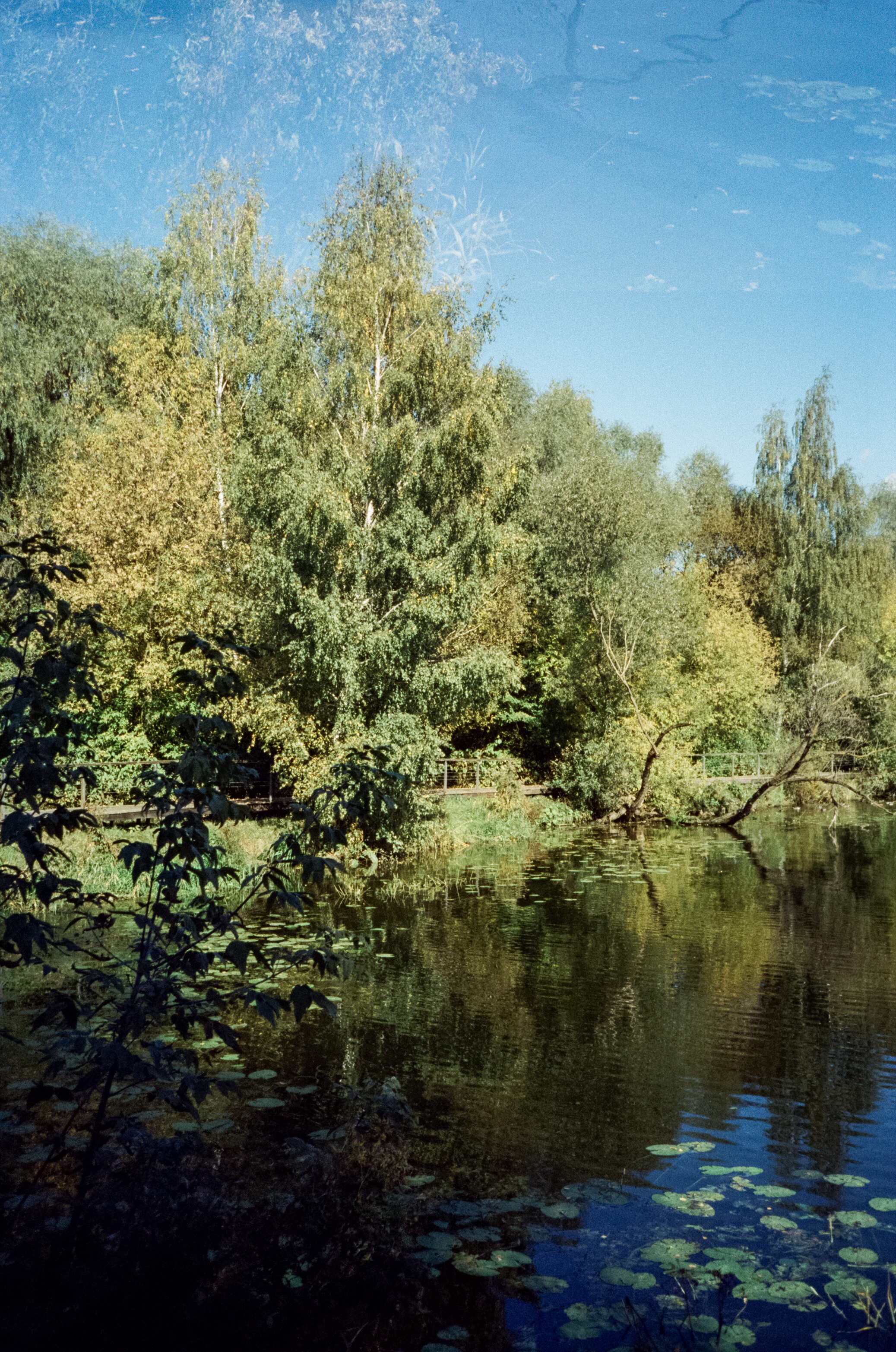 Строгинский залив. Золотая осень. Фотограф-документалист Мария Осокина