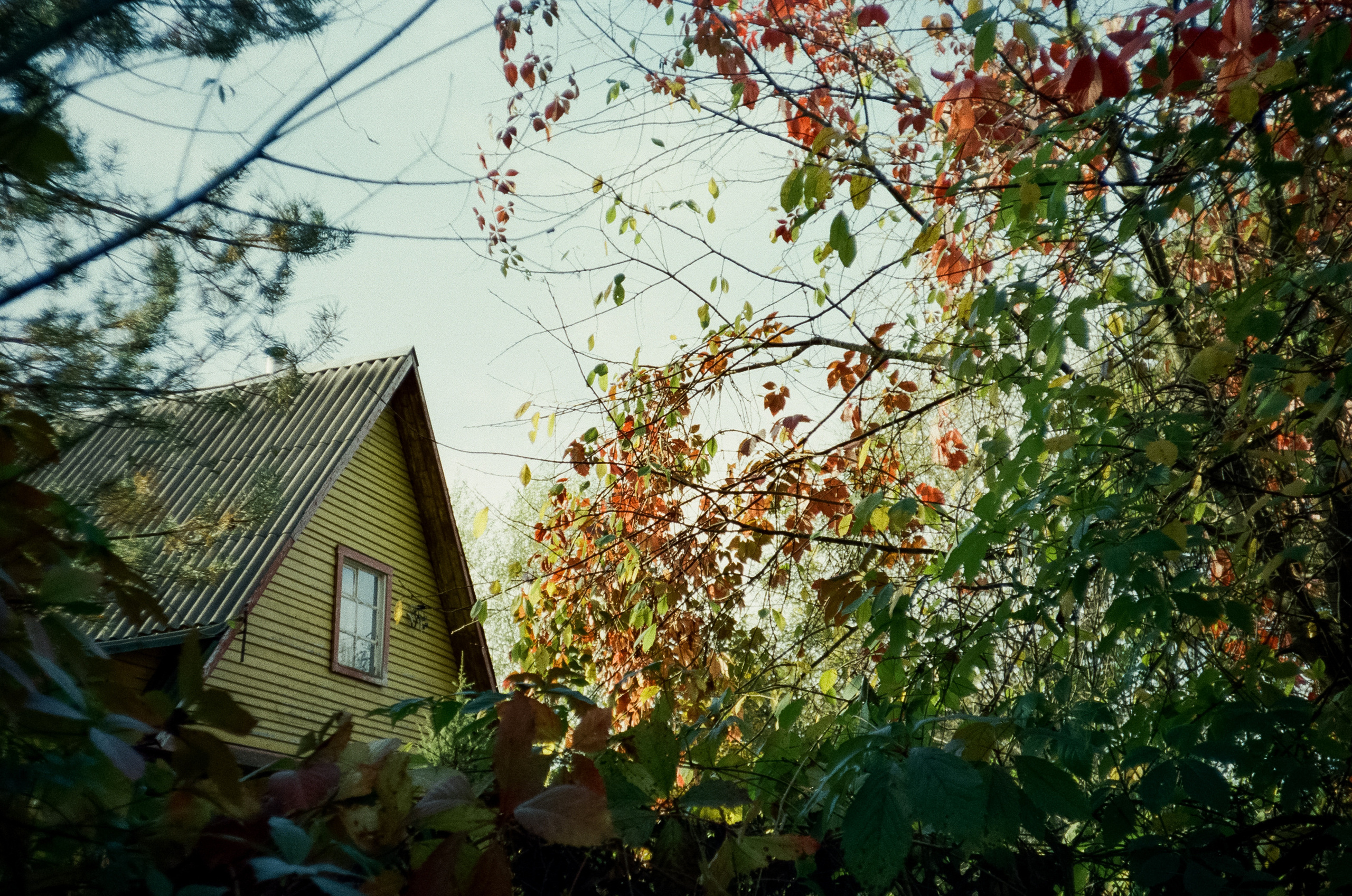 Наша дача и прогулка по садоводству. Золотая осень. Фотограф-документалист Мария Осокина