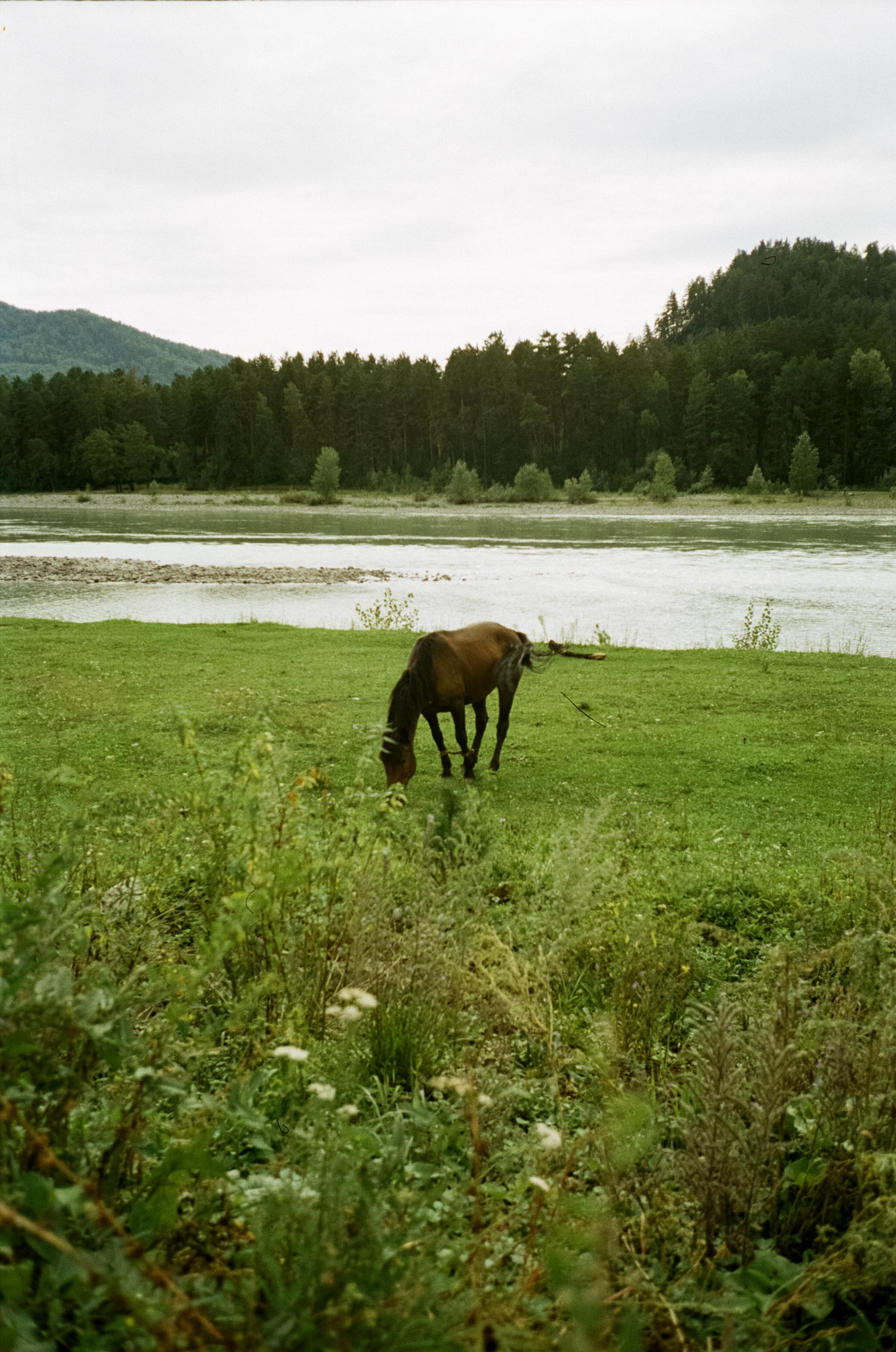 Моторафтинг по Катуни и лошадки у Бережка. Фотограф-документалист Мария Осокина
