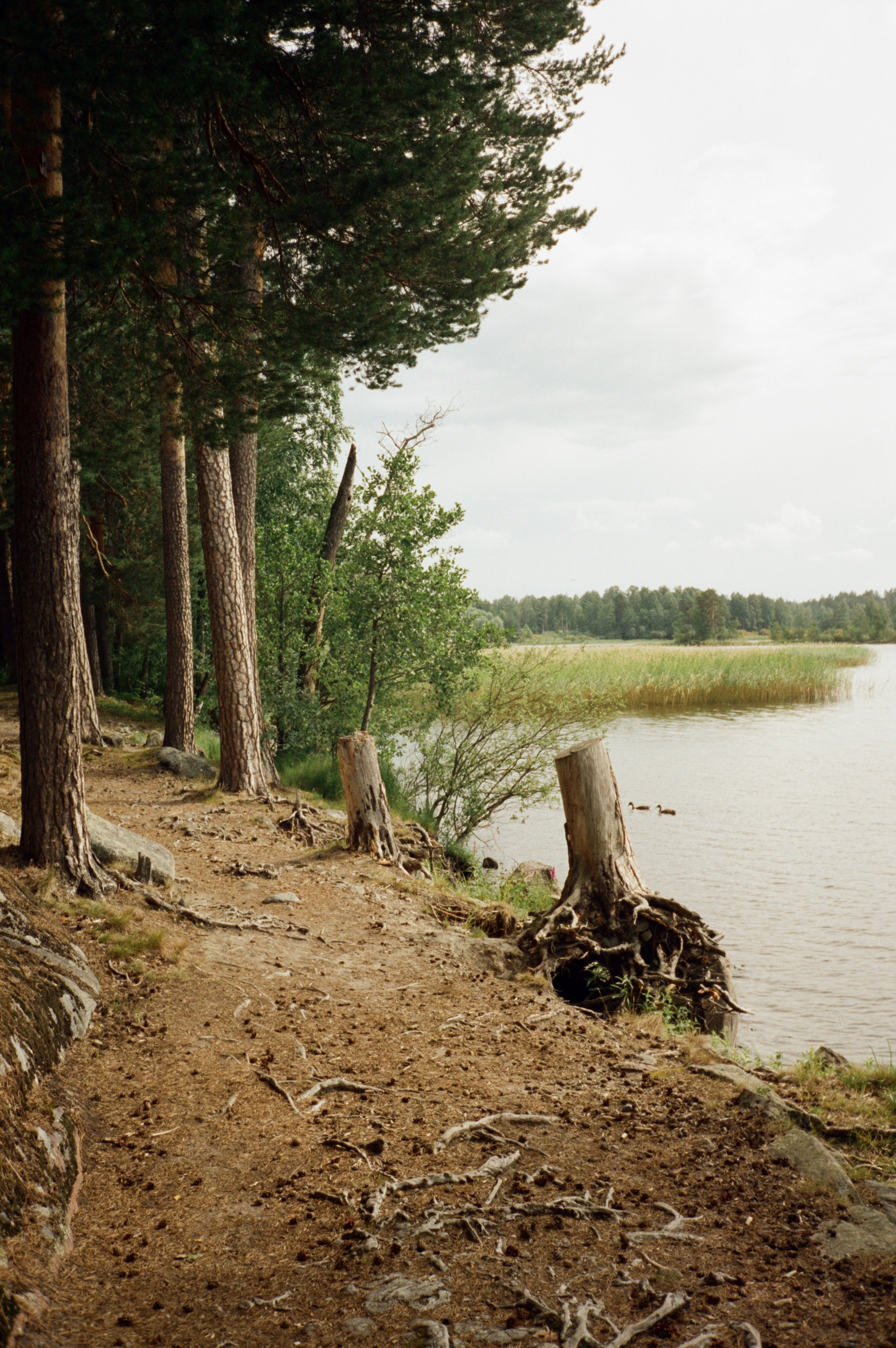 Остров Каменистый на реке Вуокса: экотропа в сосновом лесу, скалы и пл. Фотограф-документалист Мария Осокина