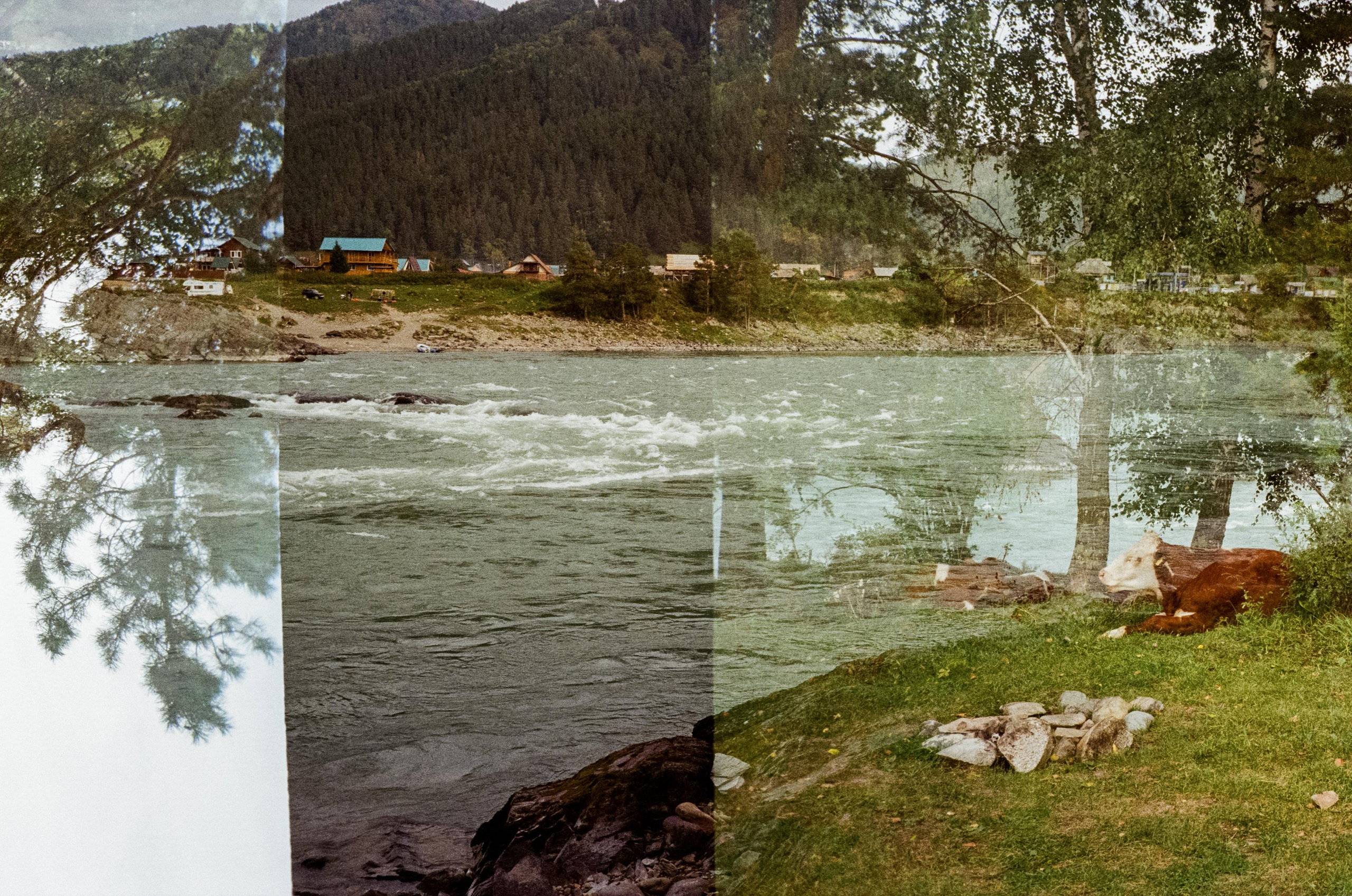 Зубы Дракона. Вид на скалы с левого берега Катуни, коровы и березы. Фотограф-документалист Мария Осокина