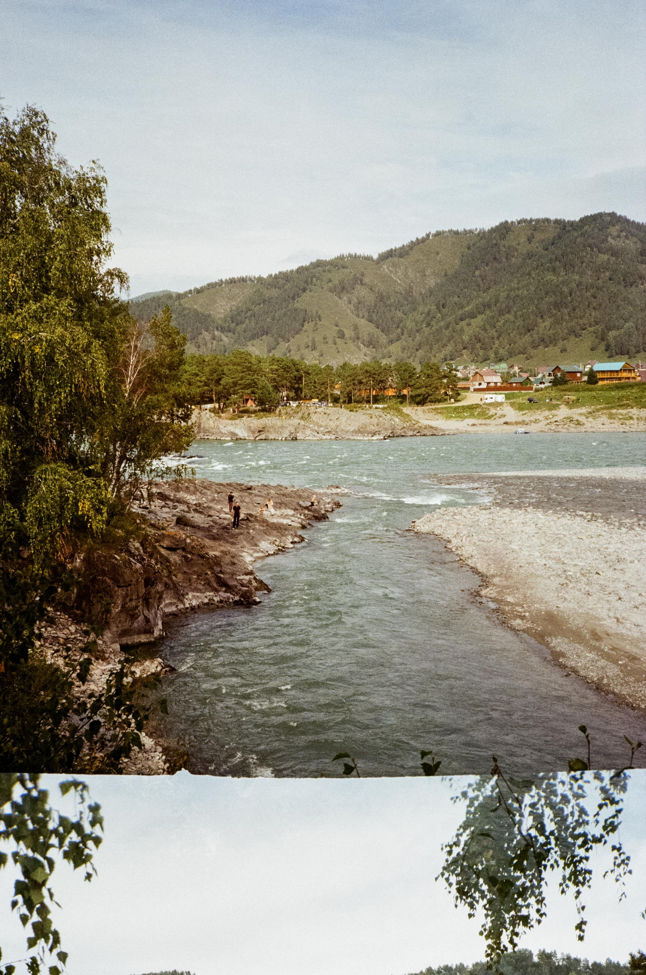 Зубы Дракона. Вид на скалы с левого берега Катуни, коровы и березы. Фотограф-документалист Мария Осокина