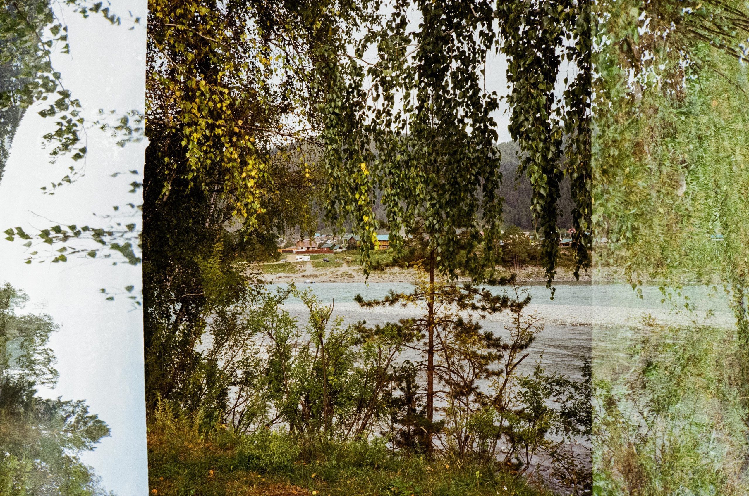 Зубы Дракона. Вид на скалы с левого берега Катуни, коровы и березы. Фотограф-документалист Мария Осокина