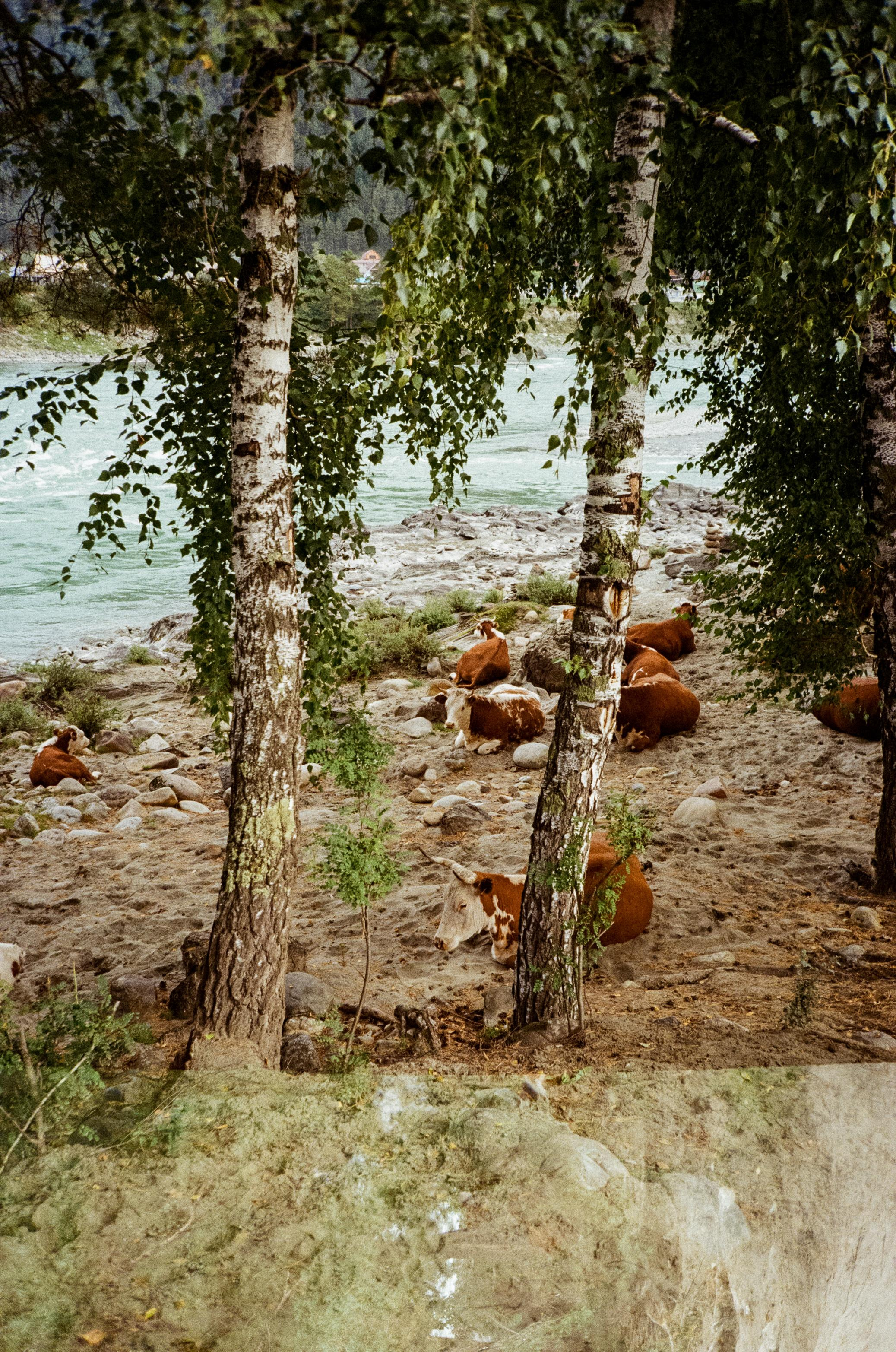 Зубы Дракона. Вид на скалы с левого берега Катуни, коровы и березы. Фотограф-документалист Мария Осокина