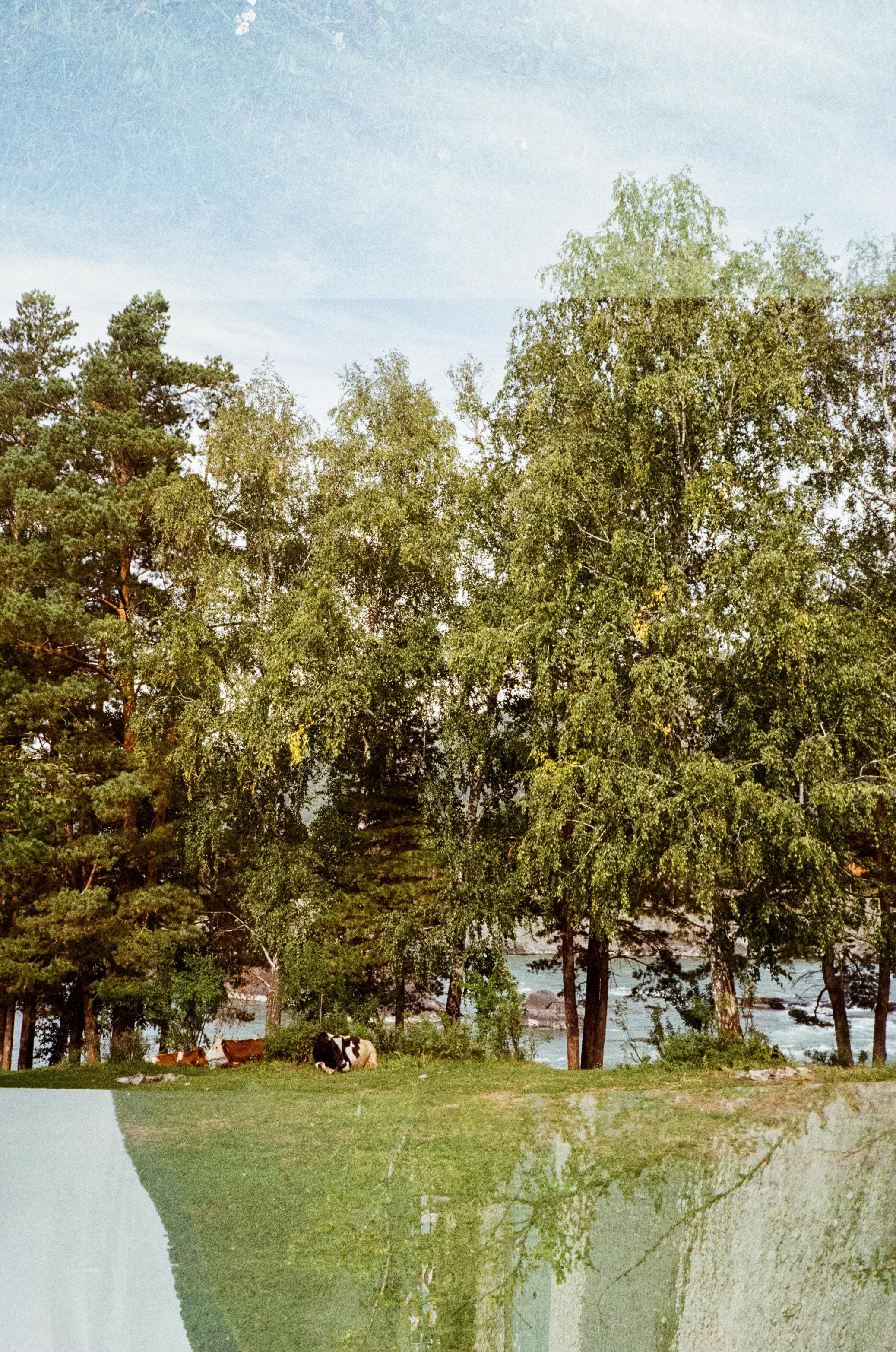 Зубы Дракона. Вид на скалы с левого берега Катуни, коровы и березы. Фотограф-документалист Мария Осокина