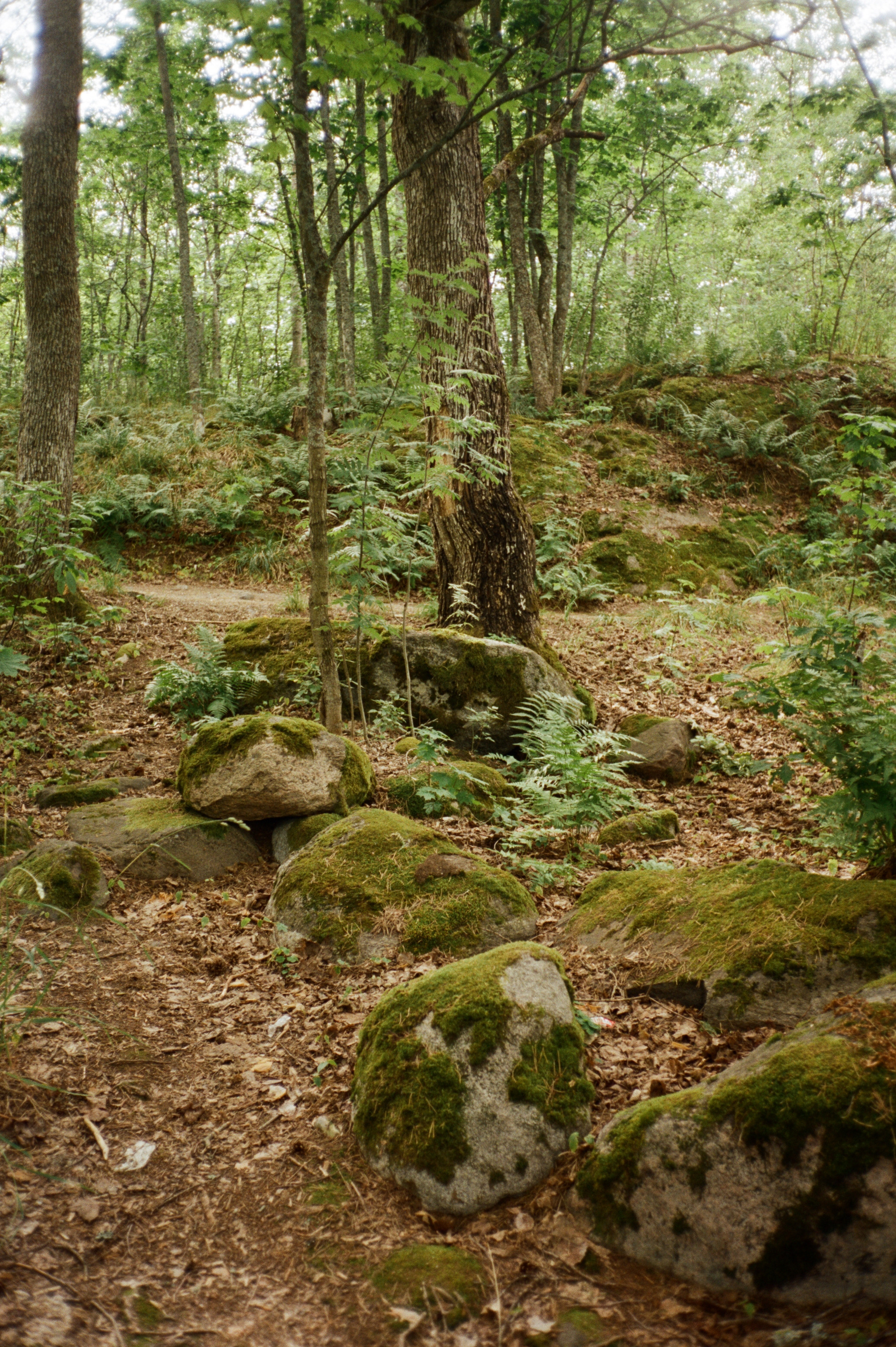 Остров Каменистый на реке Вуокса: экотропа в сосновом лесу, скалы и пл. Фотограф-документалист Мария Осокина