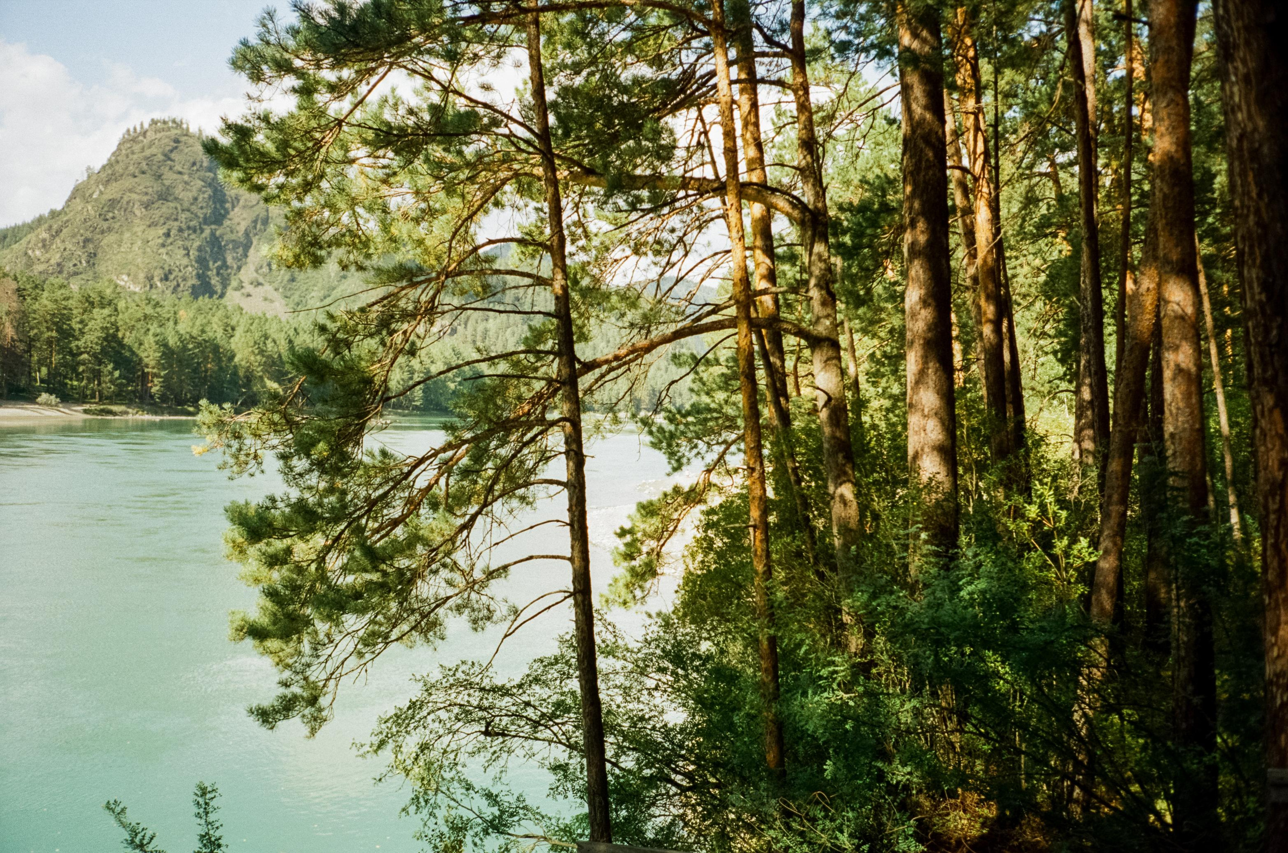 База Altai Star: сосновый лес, теремки и берег Катуни. Фотограф-документалист Мария Осокина