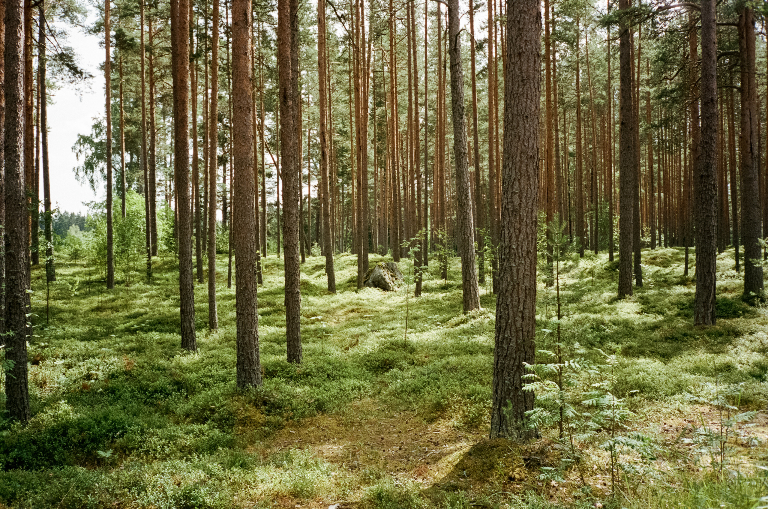 Остров Коневец. Конь-камень, берег Ладоги и Святая гора. Фотограф-документалист Мария Осокина