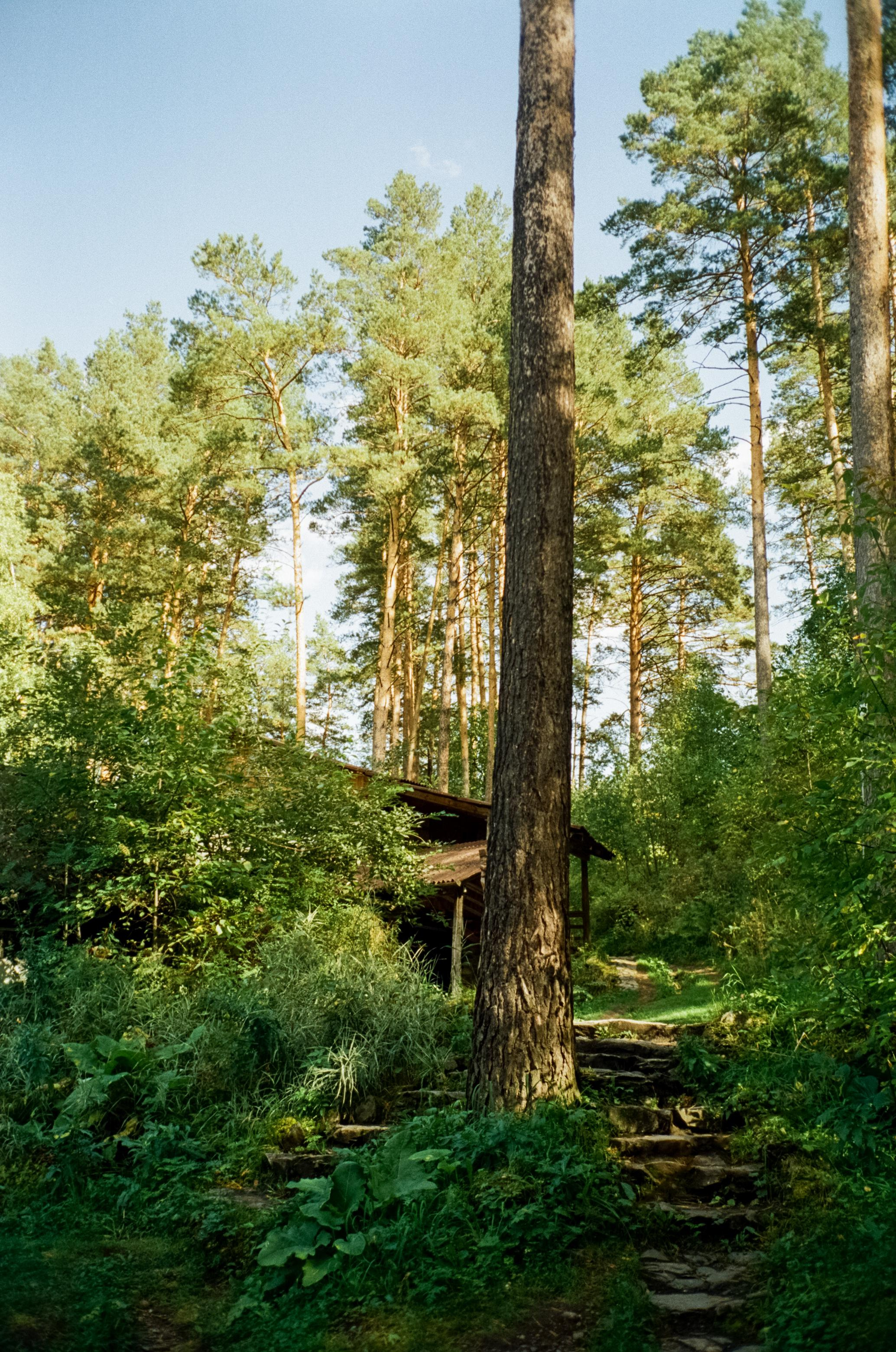 База Altai Star: сосновый лес, теремки и берег Катуни. Фотограф-документалист Мария Осокина
