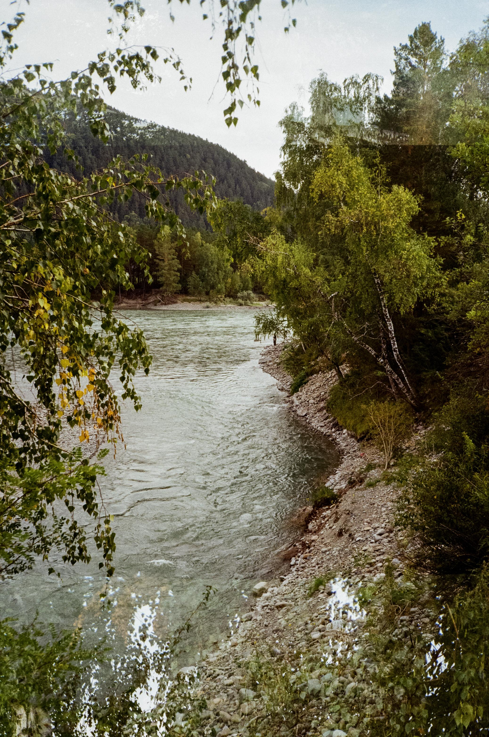 Зубы Дракона. Вид на скалы с левого берега Катуни, коровы и березы. Фотограф-документалист Мария Осокина