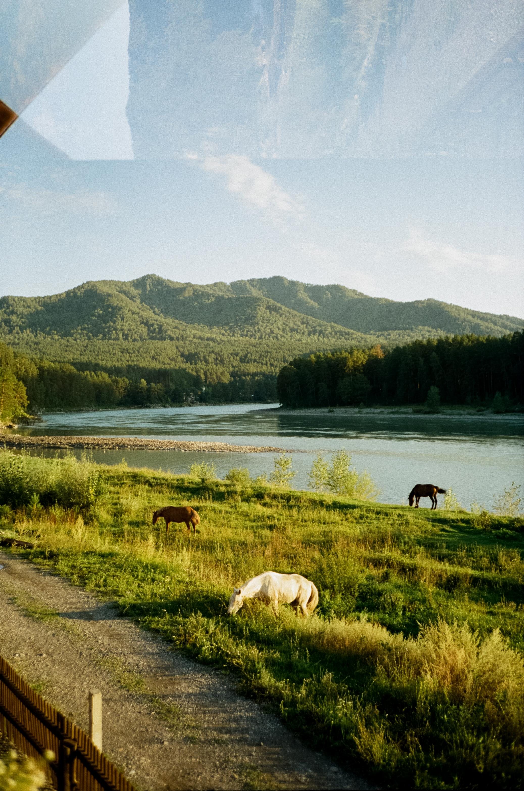 Гора Синюха в тумане и Катунь в жаркий день. У коттеджа Бережок. Фотограф-документалист Мария Осокина