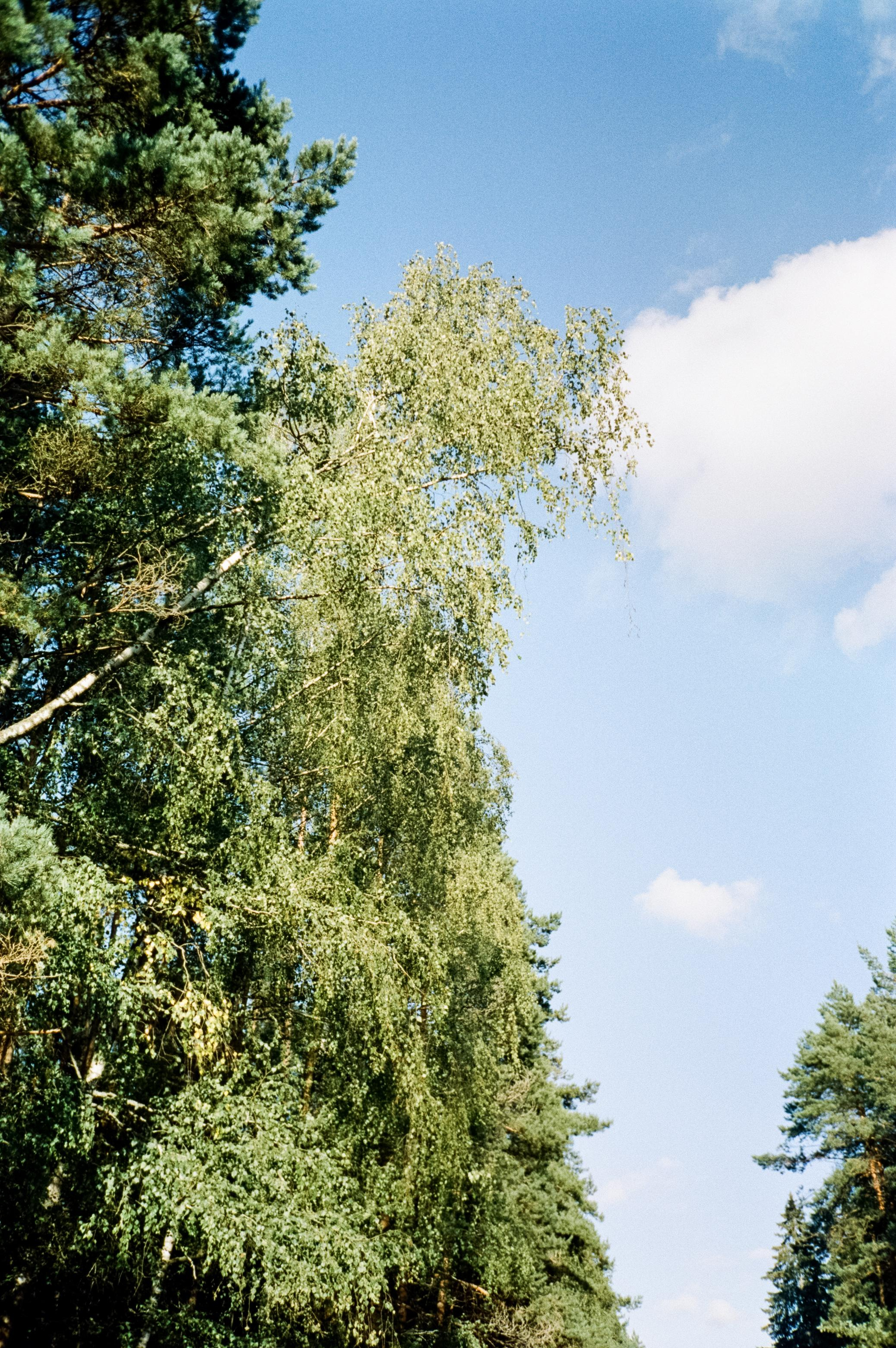 Дача. Лето. Август. Фотограф-документалист Мария Осокина