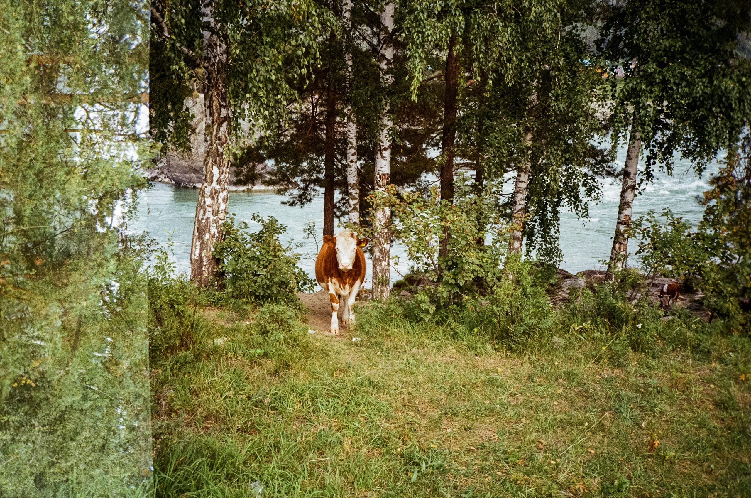 Зубы Дракона. Вид на скалы с левого берега Катуни, коровы и березы. Фотограф-документалист Мария Осокина