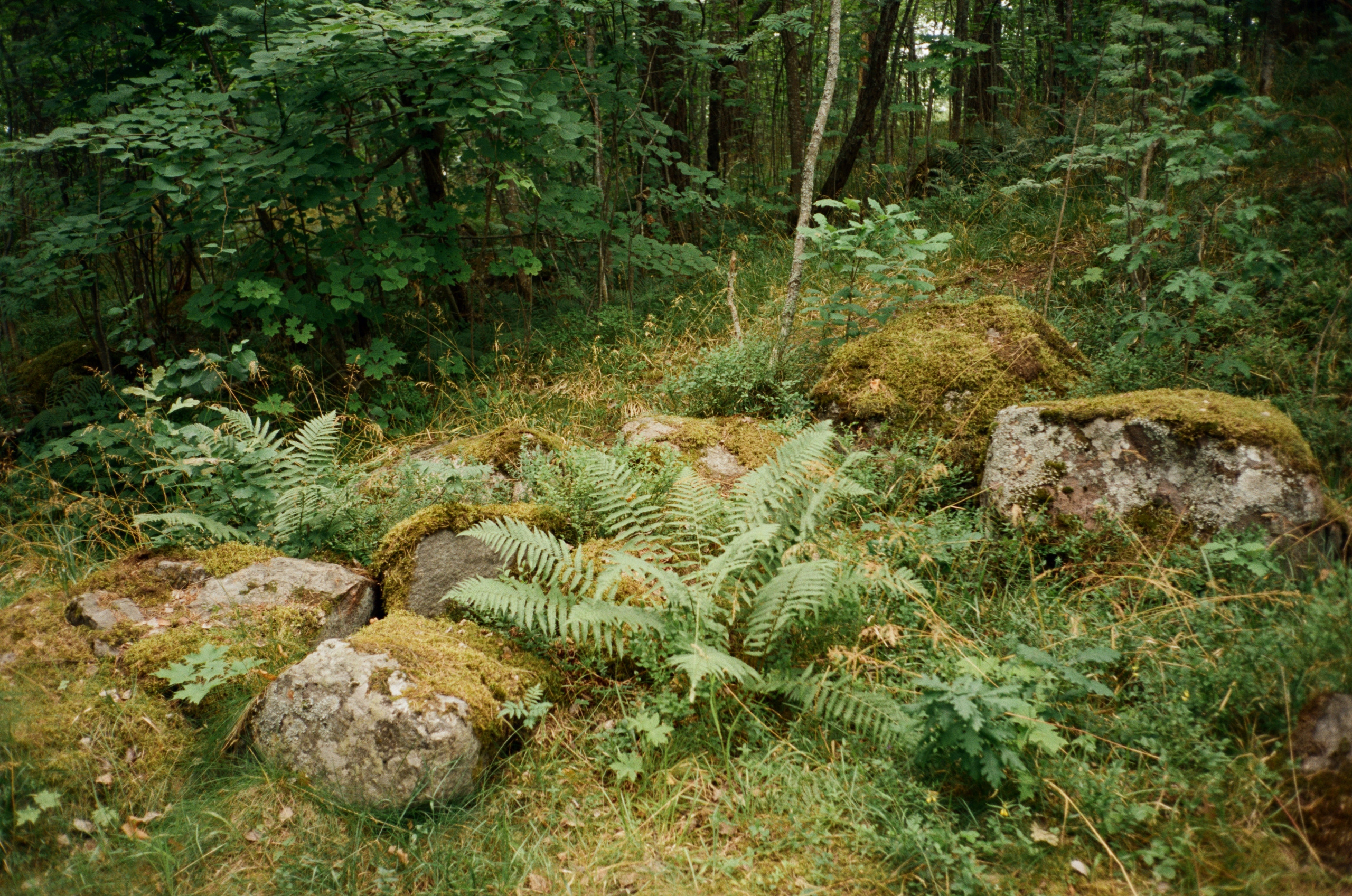 Остров Каменистый на реке Вуокса: экотропа в сосновом лесу, скалы и пл. Фотограф-документалист Мария Осокина
