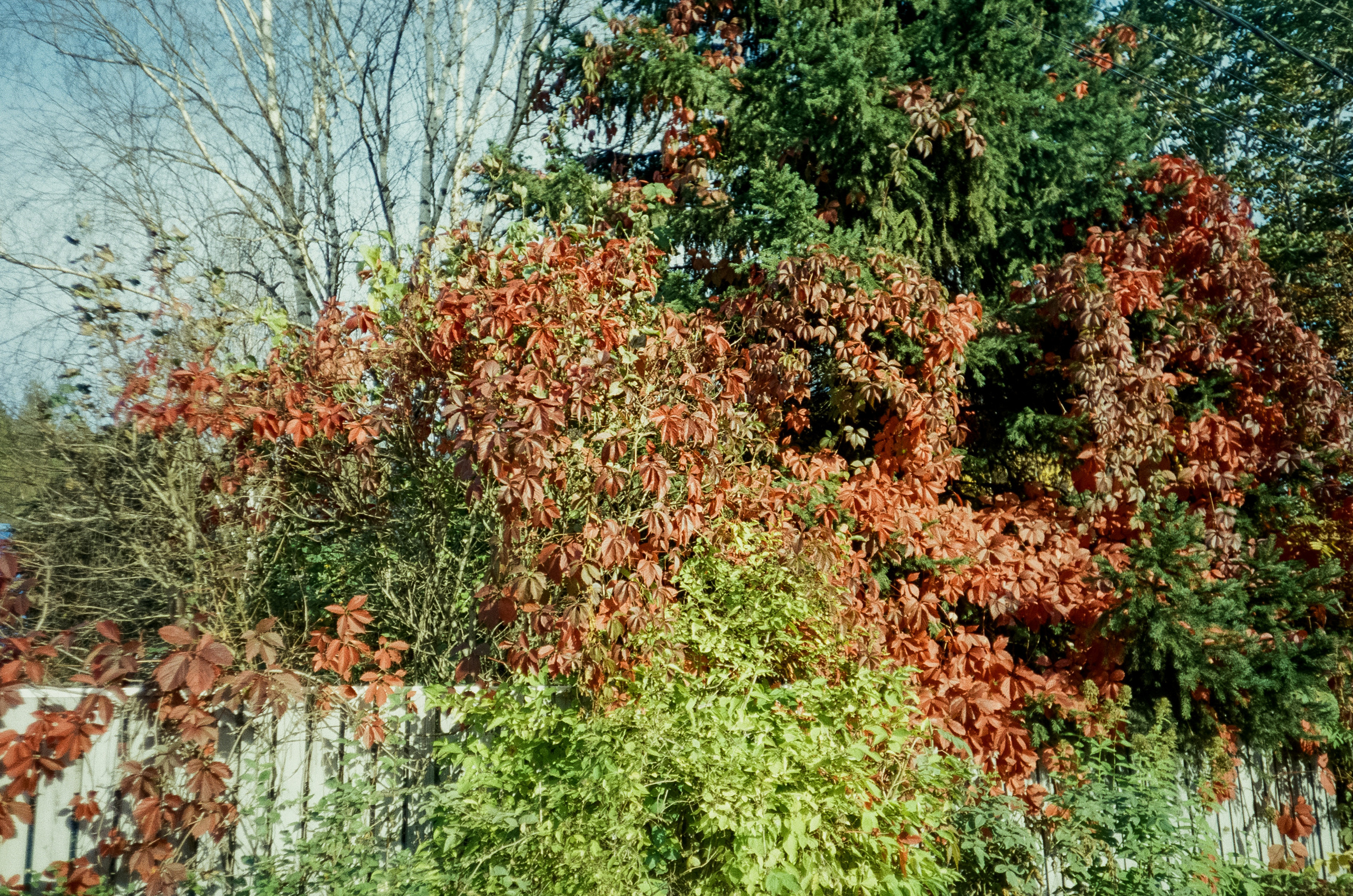 Наша дача и прогулка по садоводству. Золотая осень. Фотограф-документалист Мария Осокина