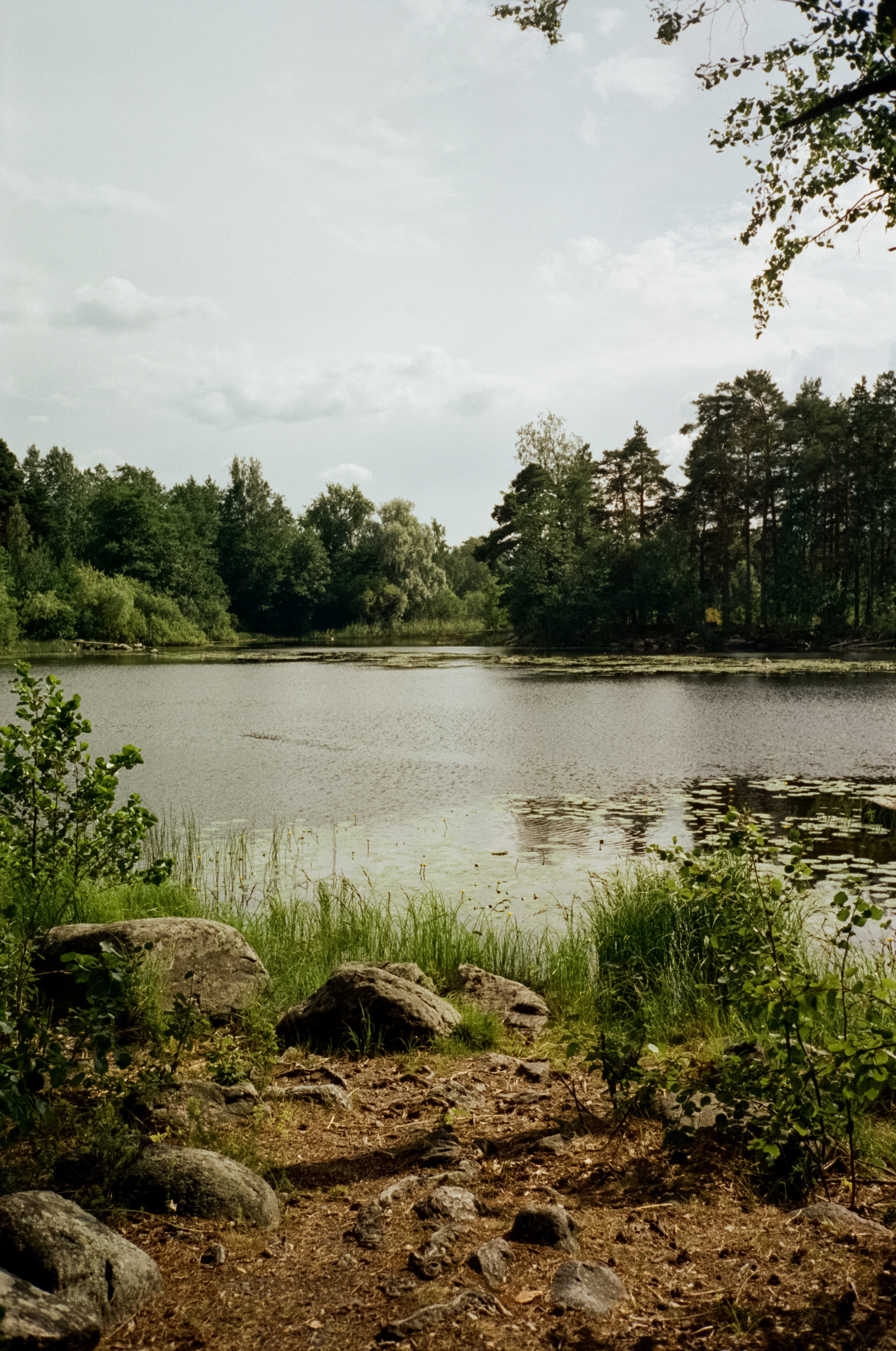 Остров Каменистый на реке Вуокса: экотропа в сосновом лесу, скалы и пл. Фотограф-документалист Мария Осокина