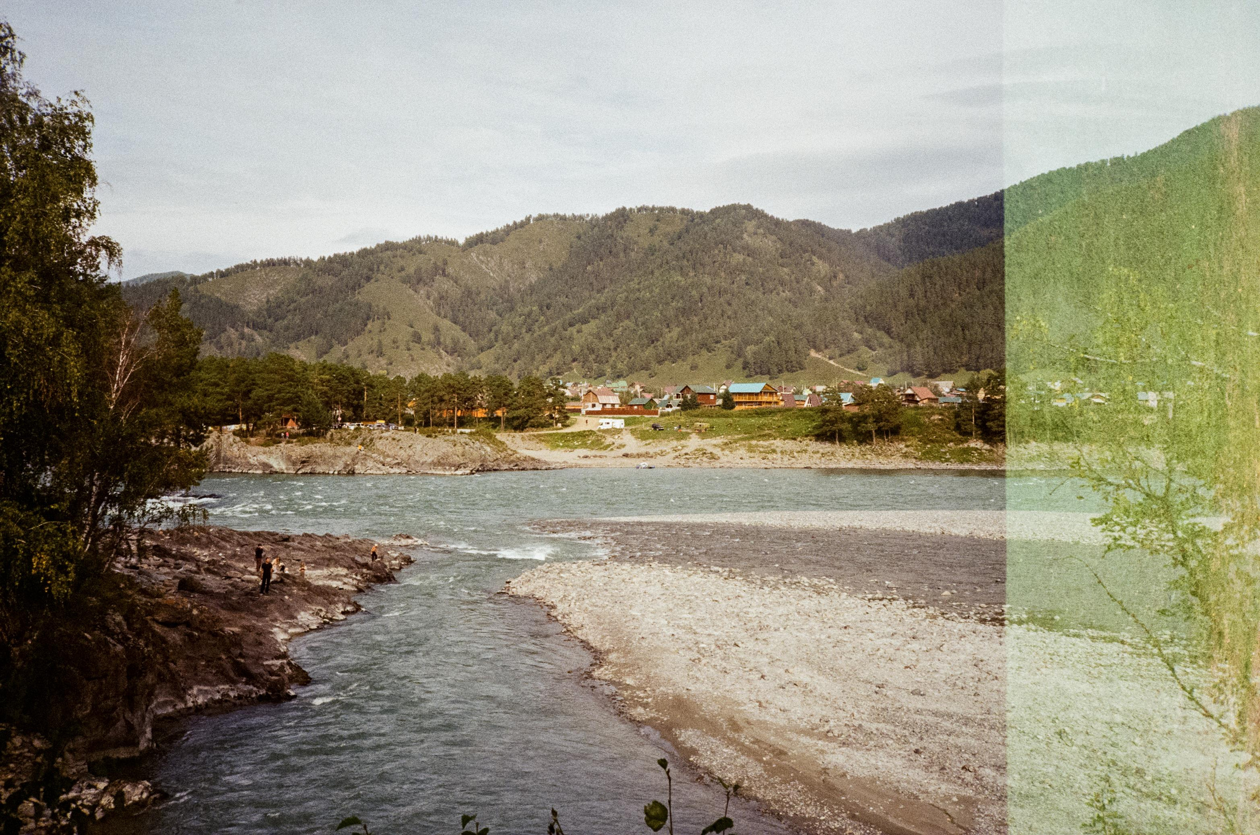 Зубы Дракона. Вид на скалы с левого берега Катуни, коровы и березы. Фотограф-документалист Мария Осокина