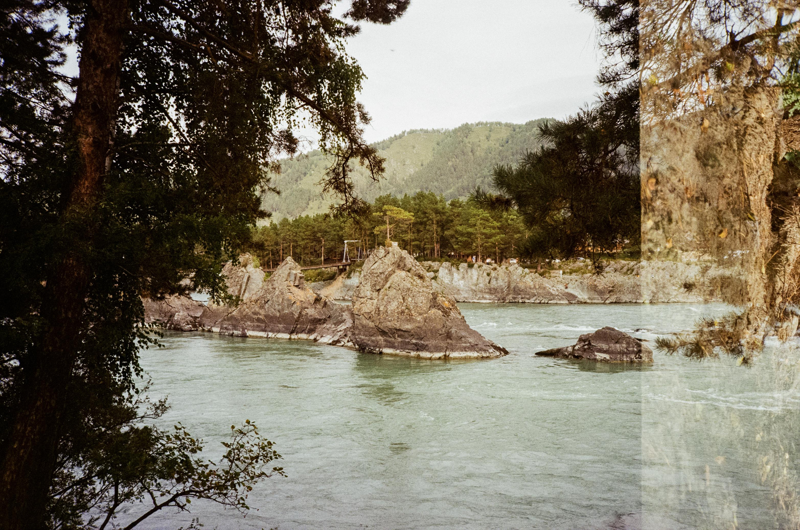 Зубы Дракона. Вид на скалы с левого берега Катуни, коровы и березы. Фотограф-документалист Мария Осокина
