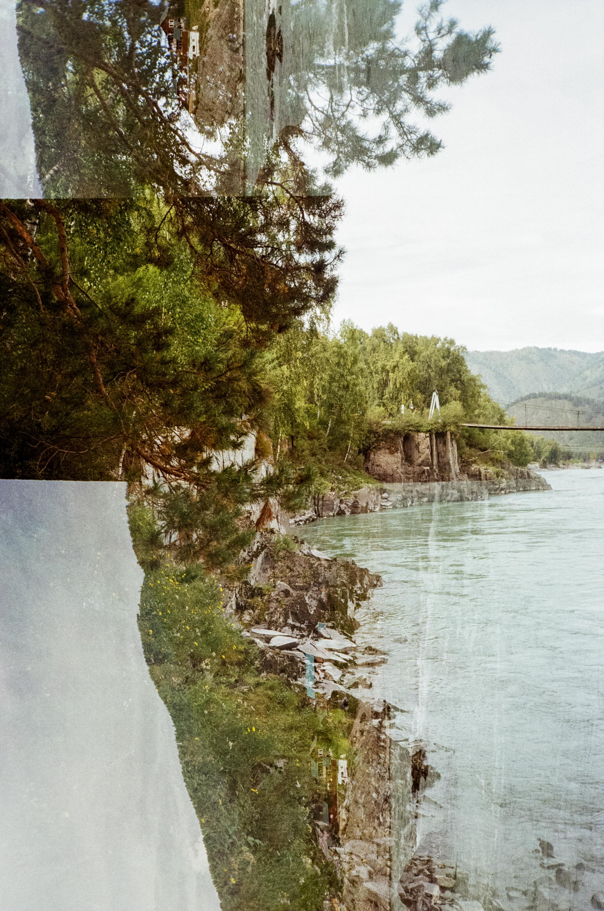 Зубы Дракона. Вид на скалы с левого берега Катуни, коровы и березы. Фотограф-документалист Мария Осокина