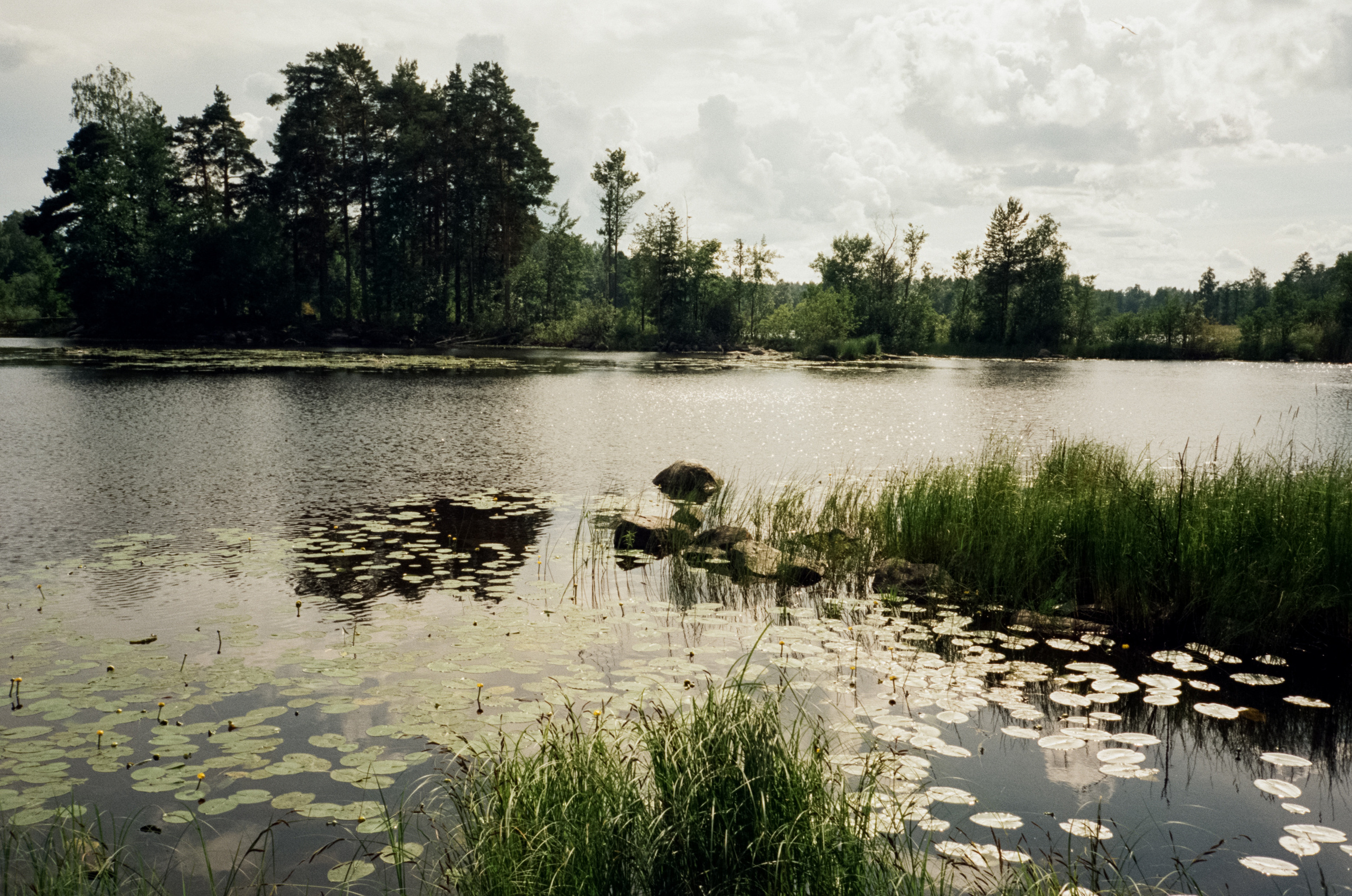 Остров Каменистый на реке Вуокса: экотропа в сосновом лесу, скалы и пл. Фотограф-документалист Мария Осокина