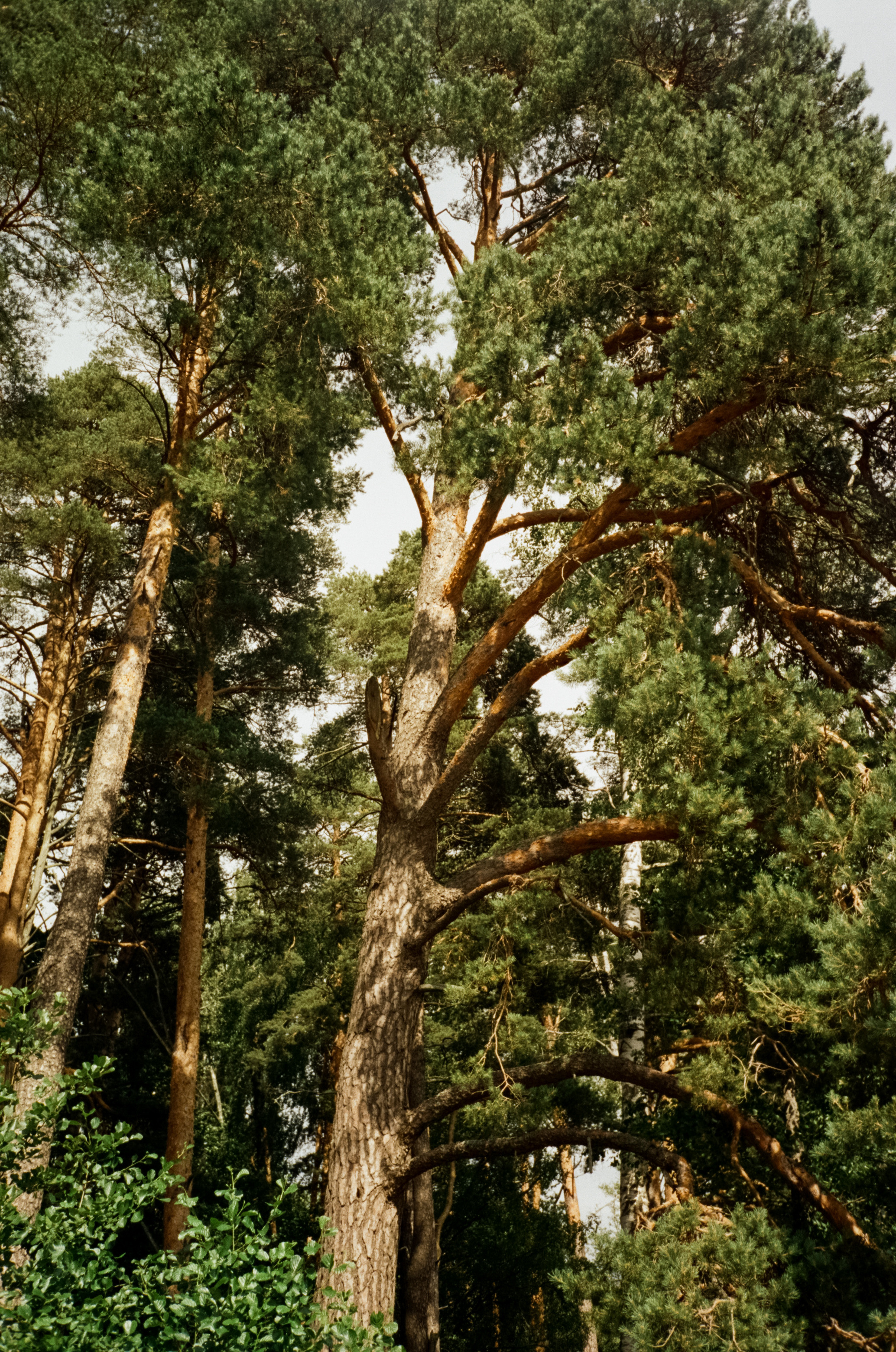 Остров Каменистый на реке Вуокса: экотропа в сосновом лесу, скалы и пл. Фотограф-документалист Мария Осокина
