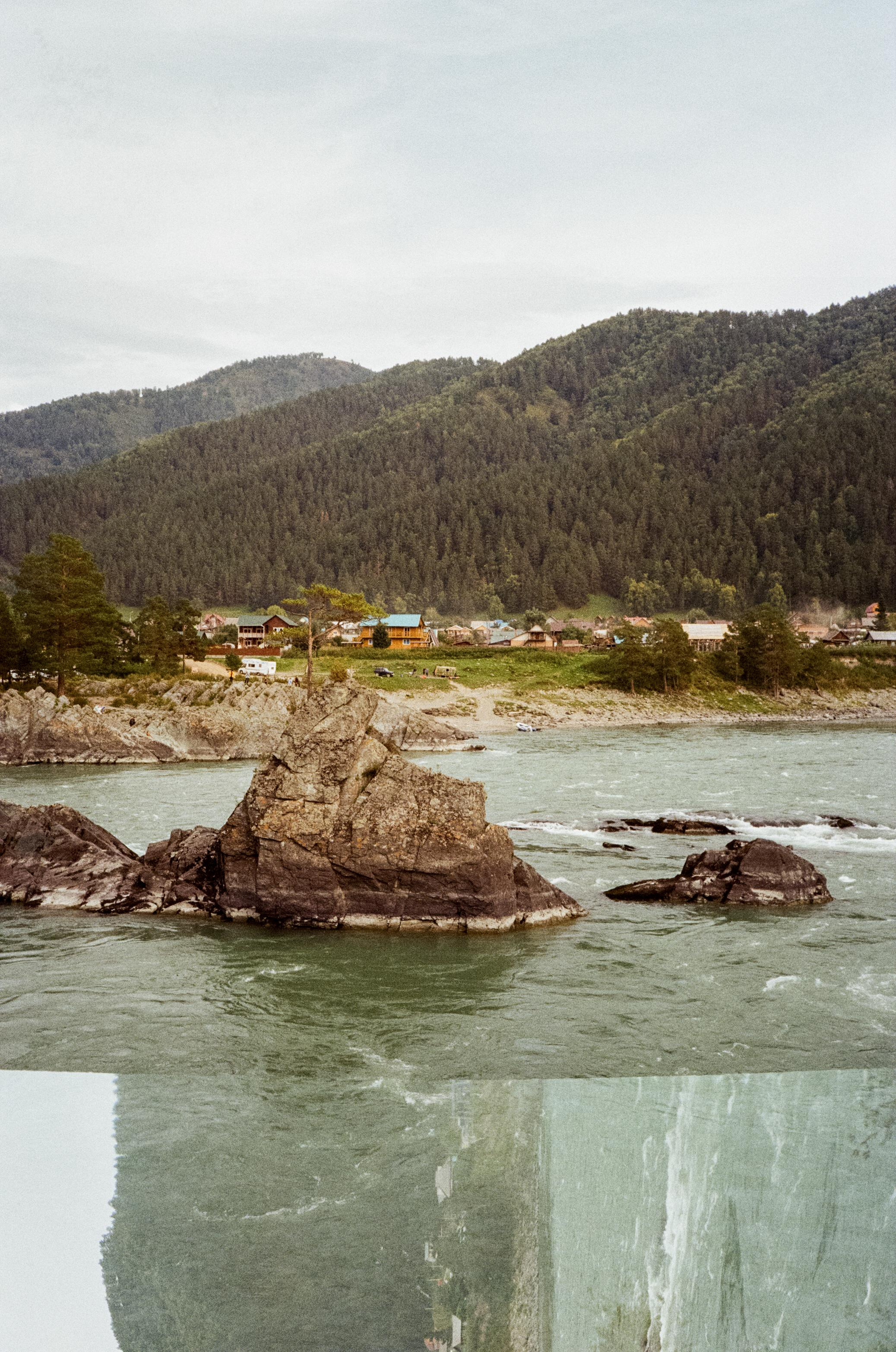 Зубы Дракона. Вид на скалы с левого берега Катуни, коровы и березы. Фотограф-документалист Мария Осокина