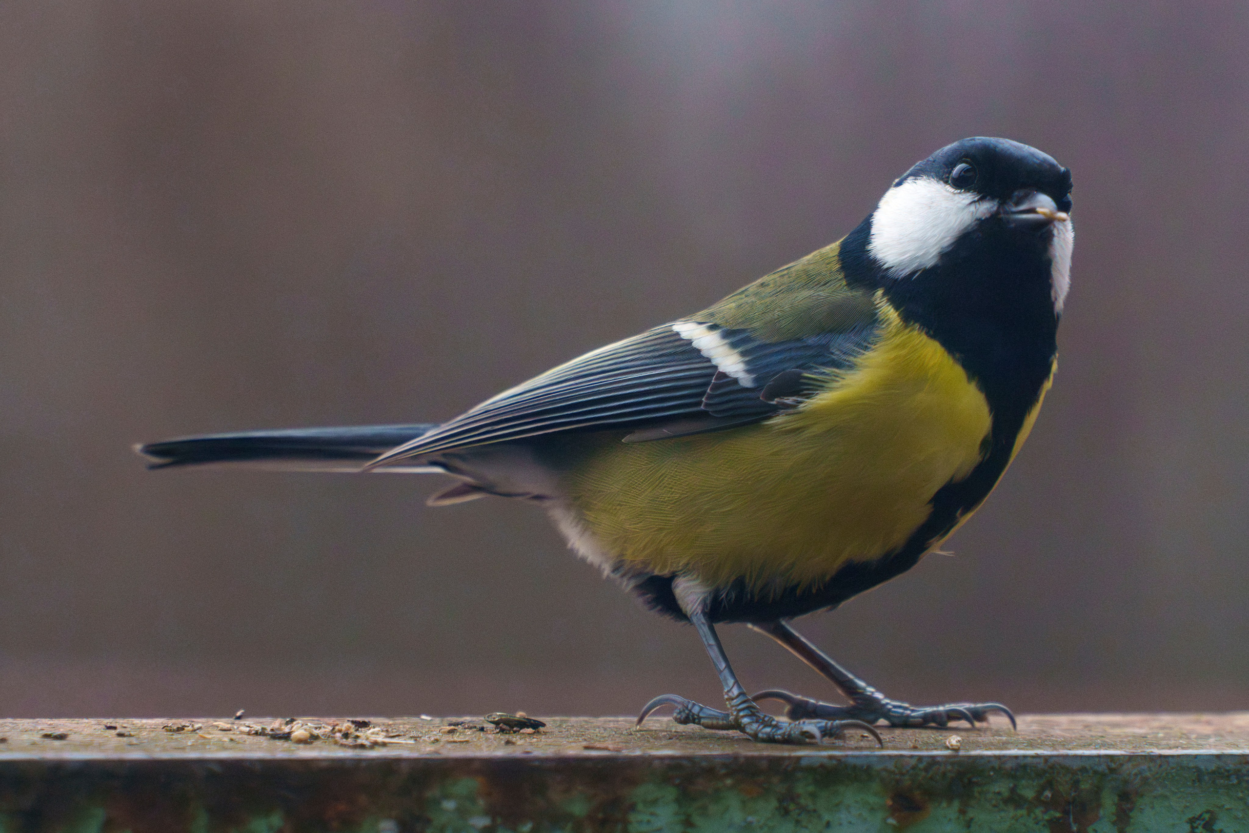 Animals — Животные