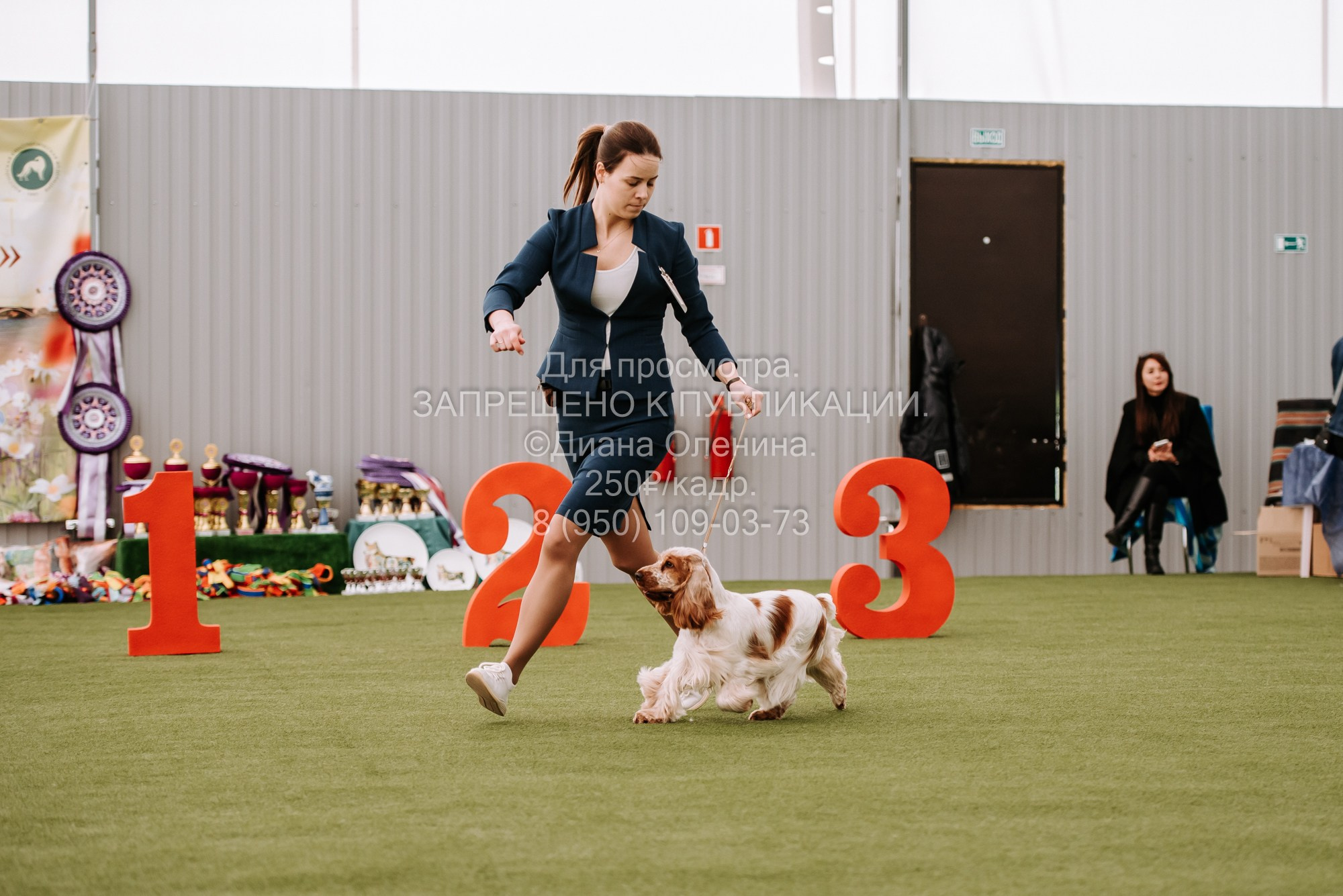 Выставка собак Красноярск 2.06. Фотограф Диана Оленина Красноярск / Братск