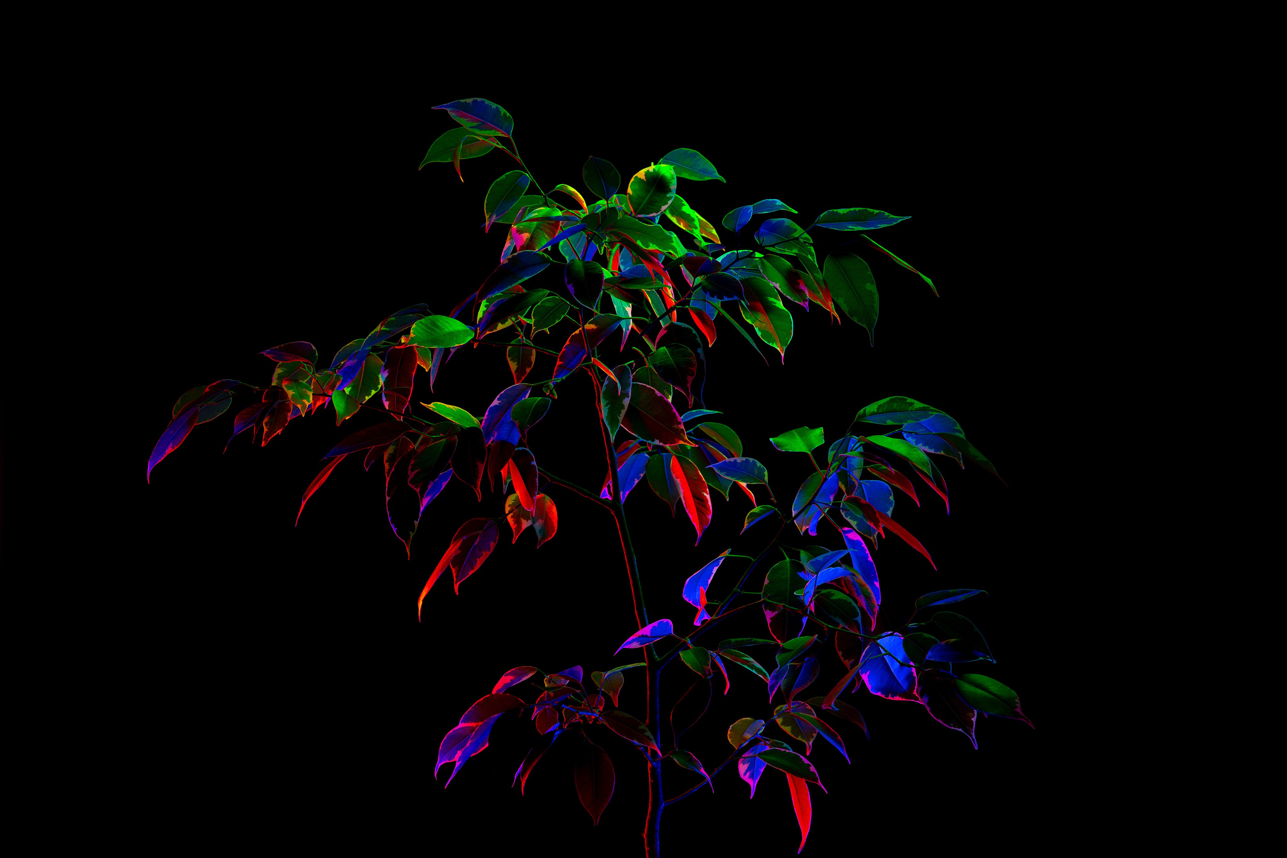 ЦВЕТНЫЕ ФОТОГРАФИИ. Никита Аничкин фото и видео оператор из России