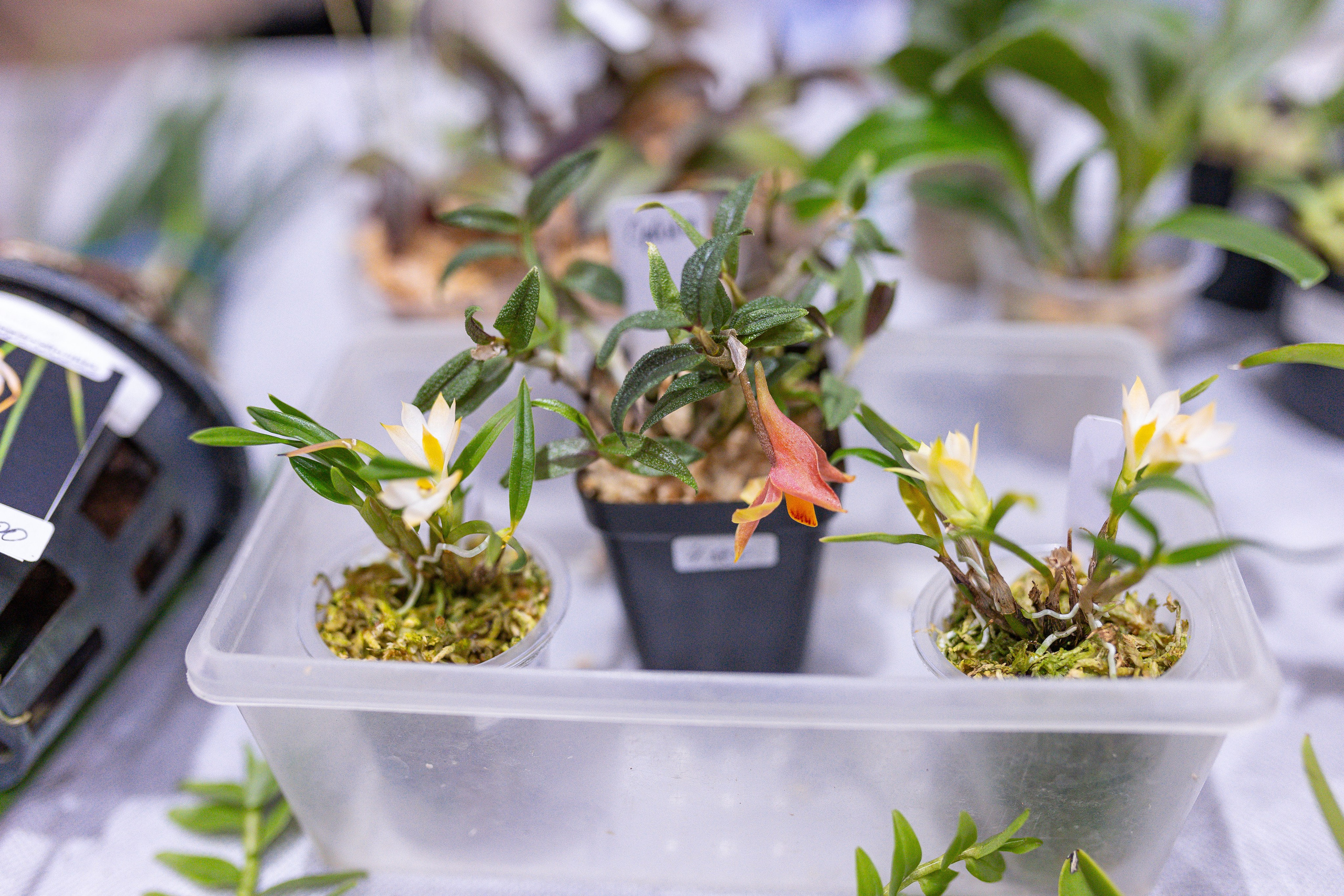 Орхидиум 12.2025. Александра Куликова фотограф, Москва