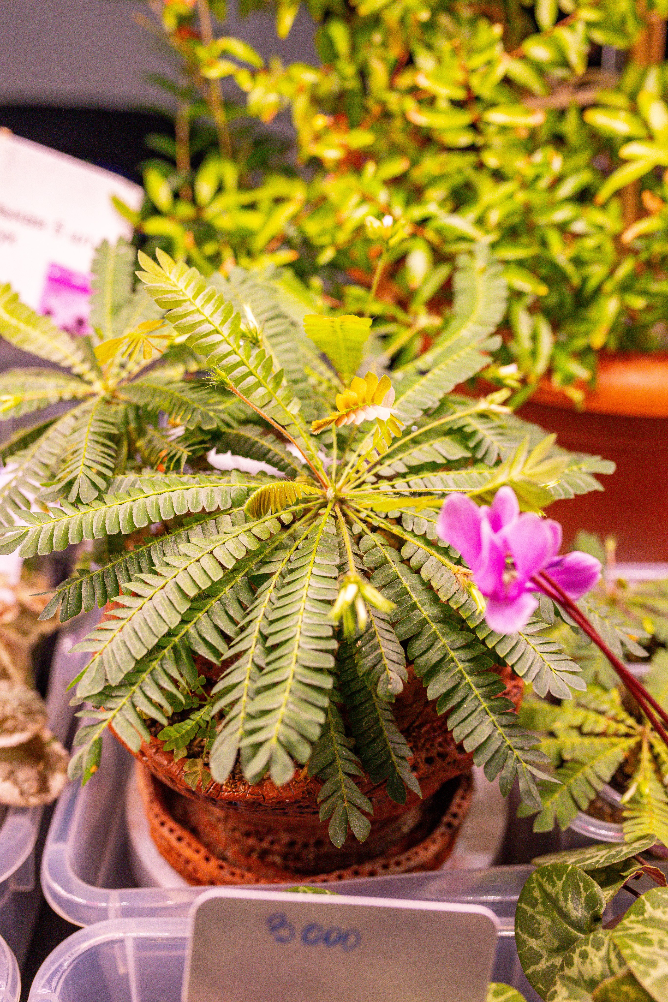 Монстериум 11–12 октября. Александра Куликова фотограф, Москва