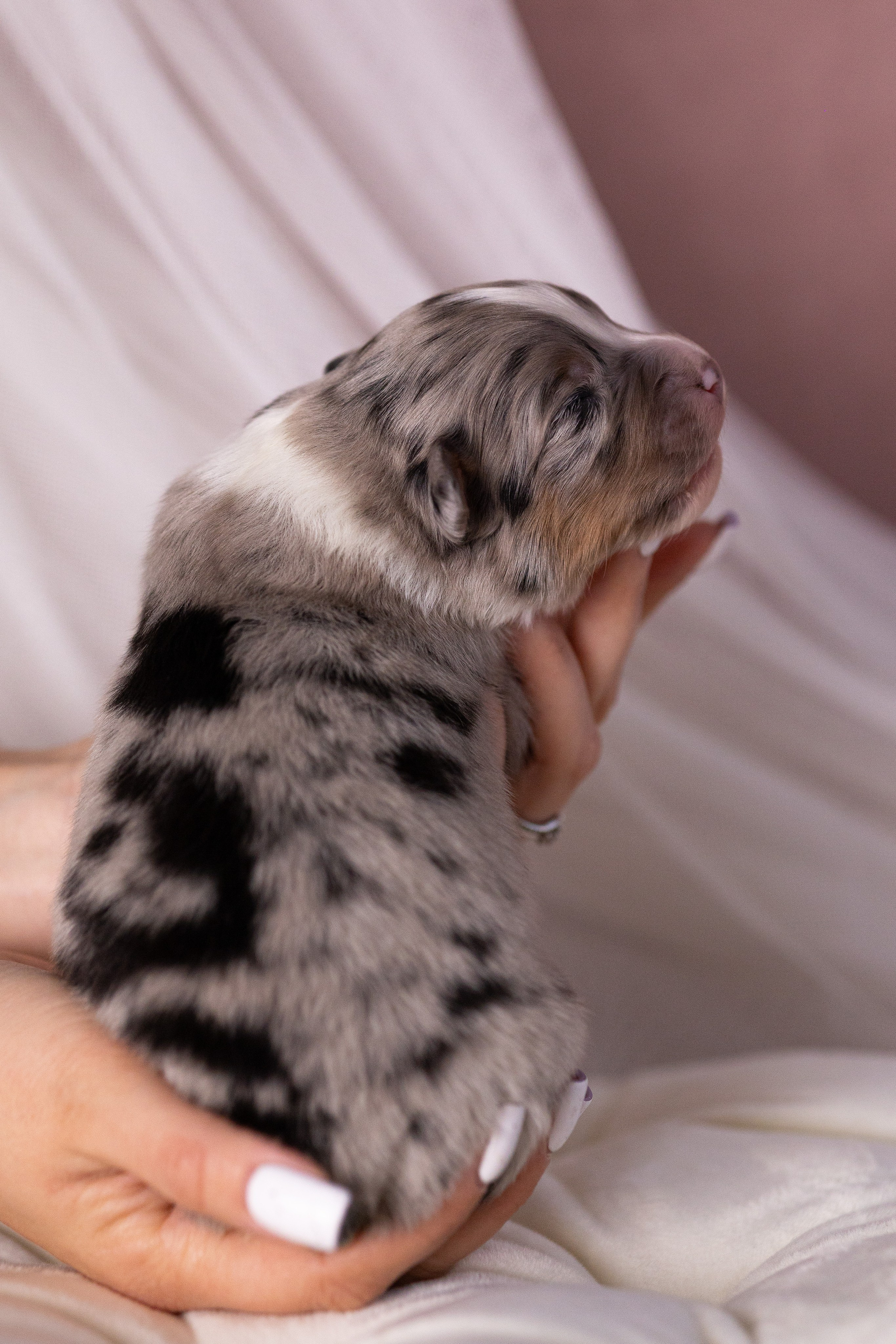 Щенки. Фотограф Яна Матвеева в Ижевске