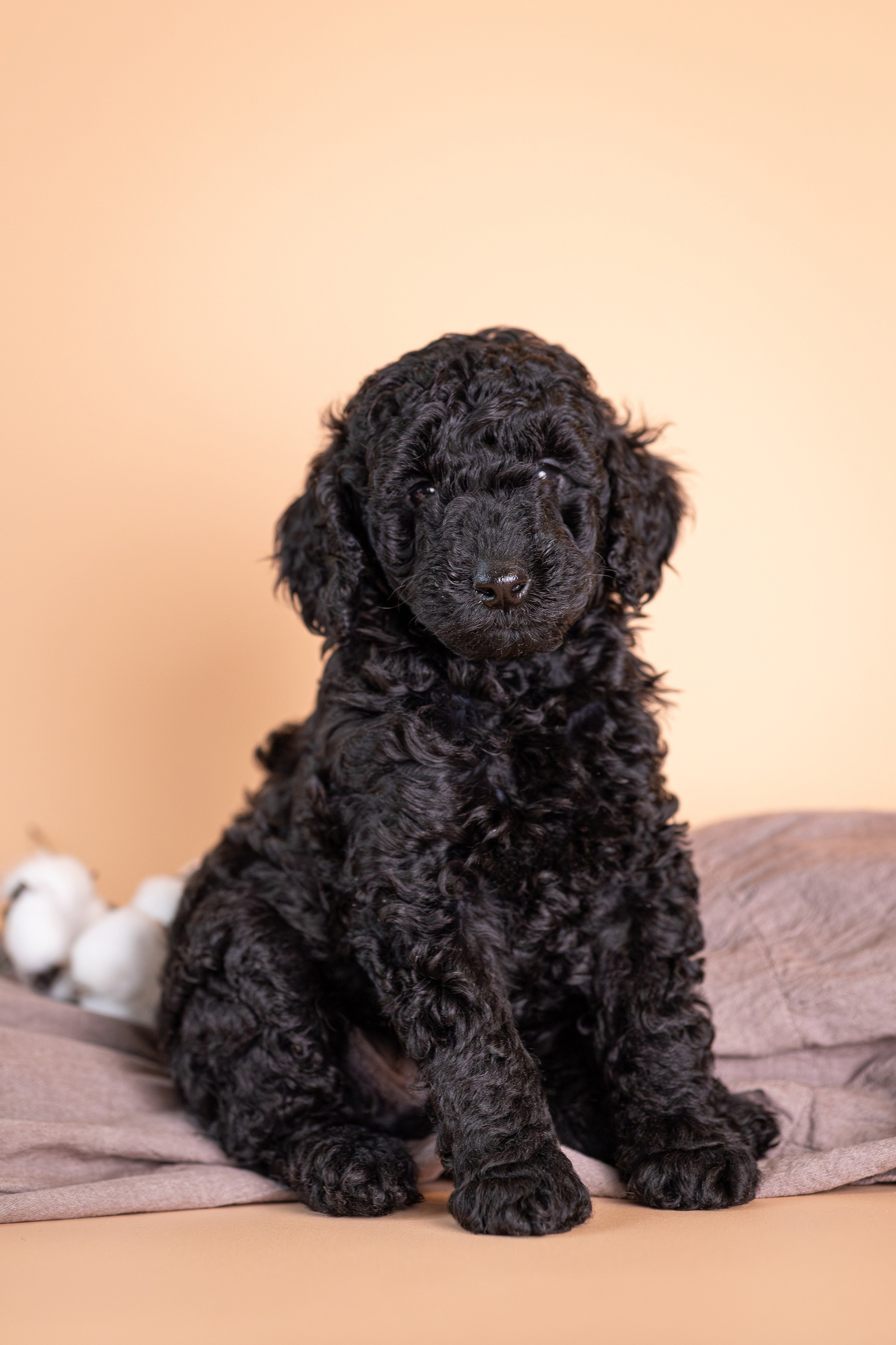 Щенки. Фотограф Яна Матвеева в Ижевске