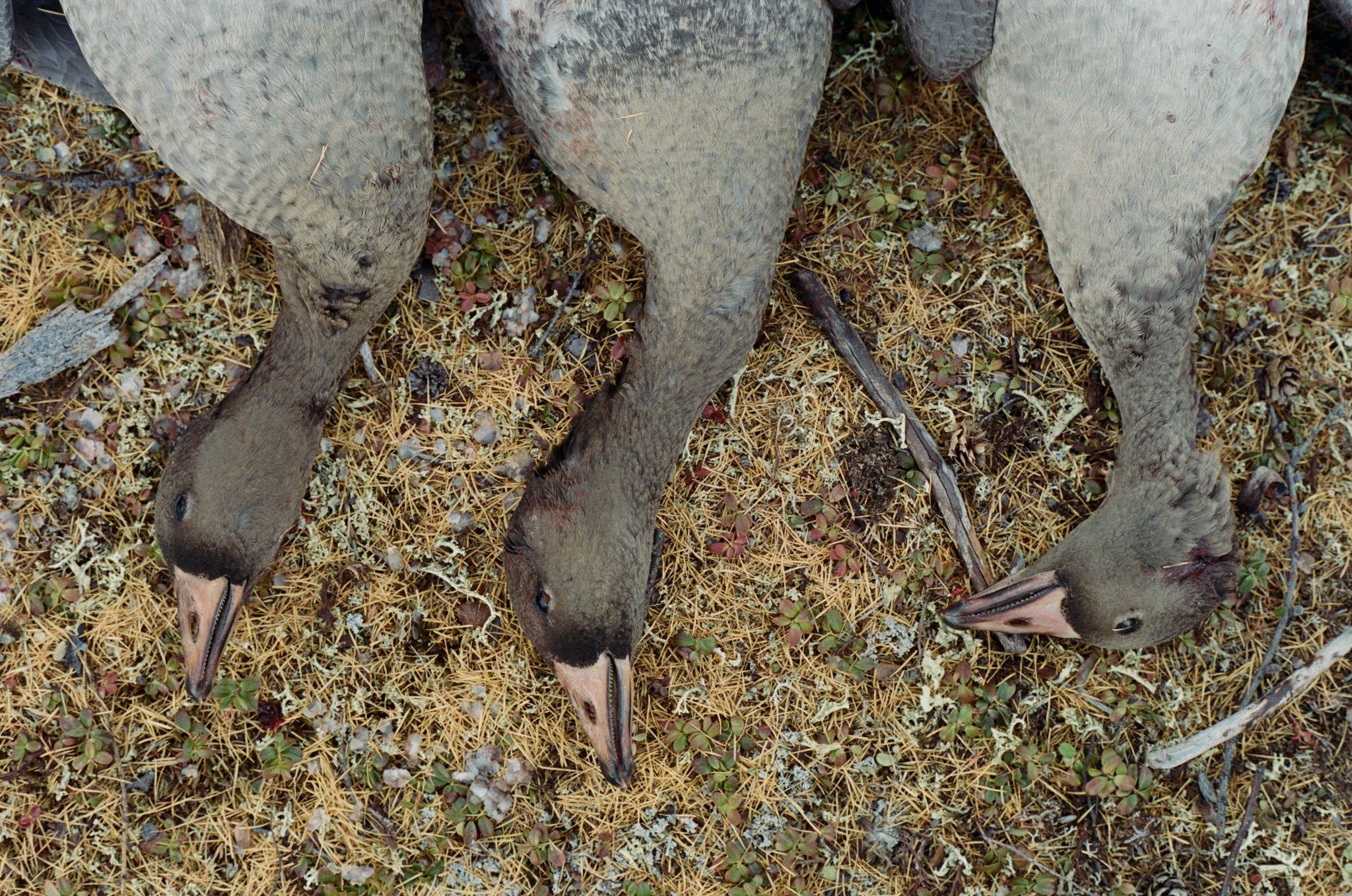 Не забудь накормить озеро. Natalya Madilyan