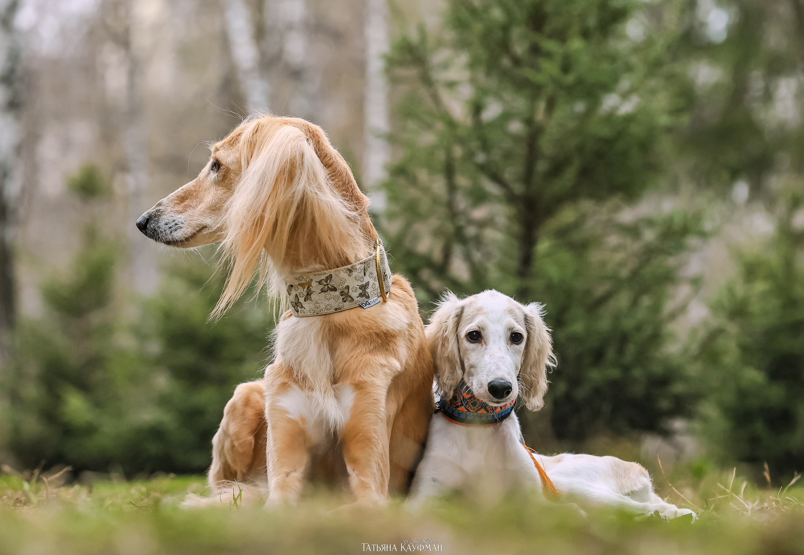 Салюки, фотография салюки, красивая собака, фотограф анималист, фотокурс Анималистика, научиться фотографировать собак, фотограф Новосибирск