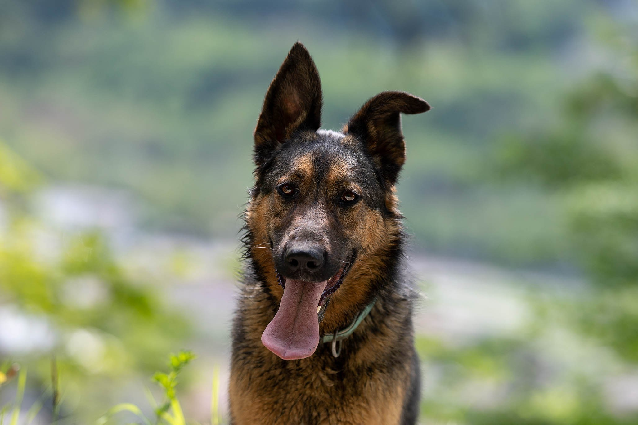 Кай и Герда. Ирина Голомб|Фотограф-анималист в  Сочи и Калининграде