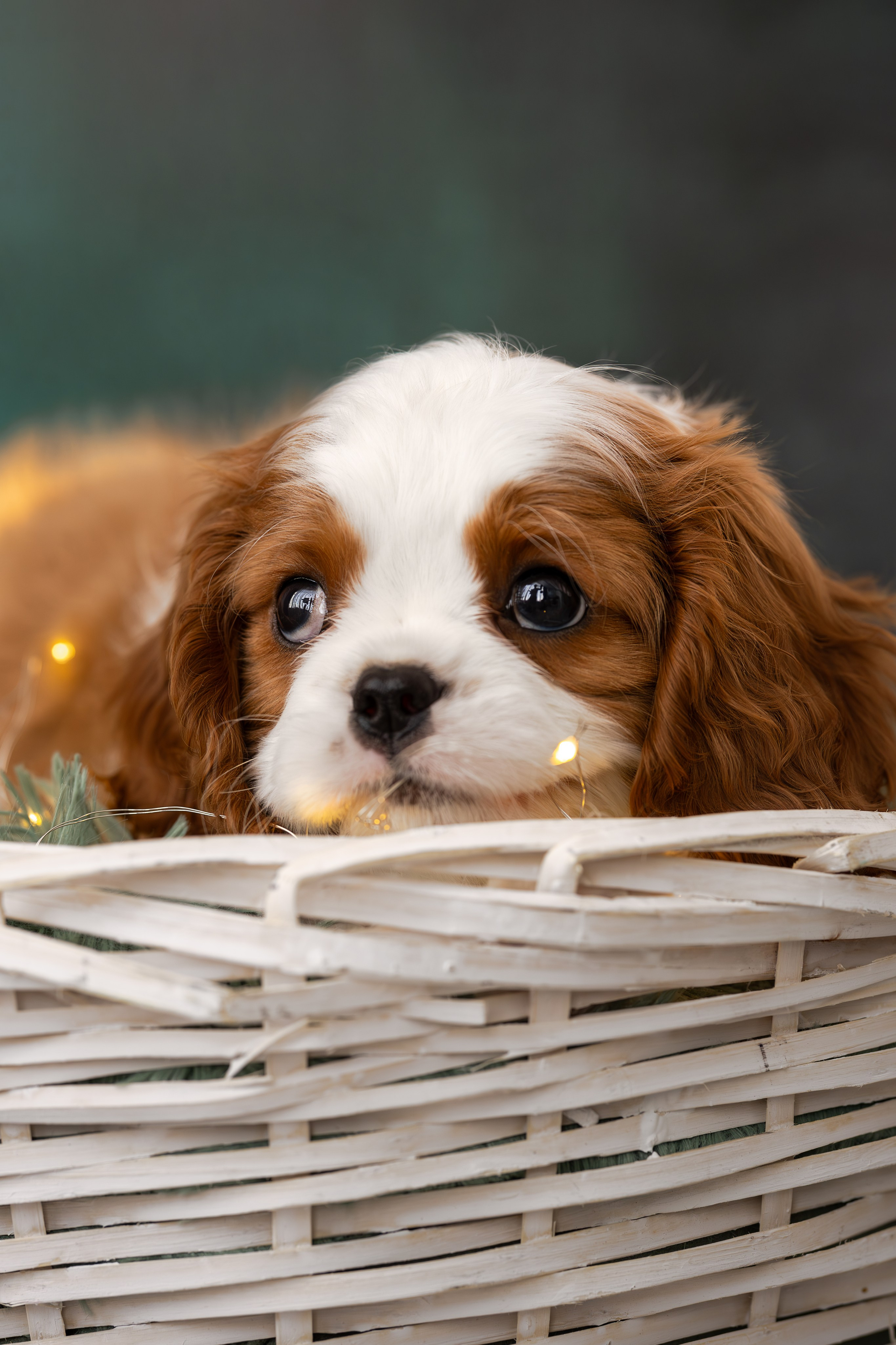 Детки кавалерчики. Ирина Голомб|Фотограф-анималист в  Сочи и Калининграде