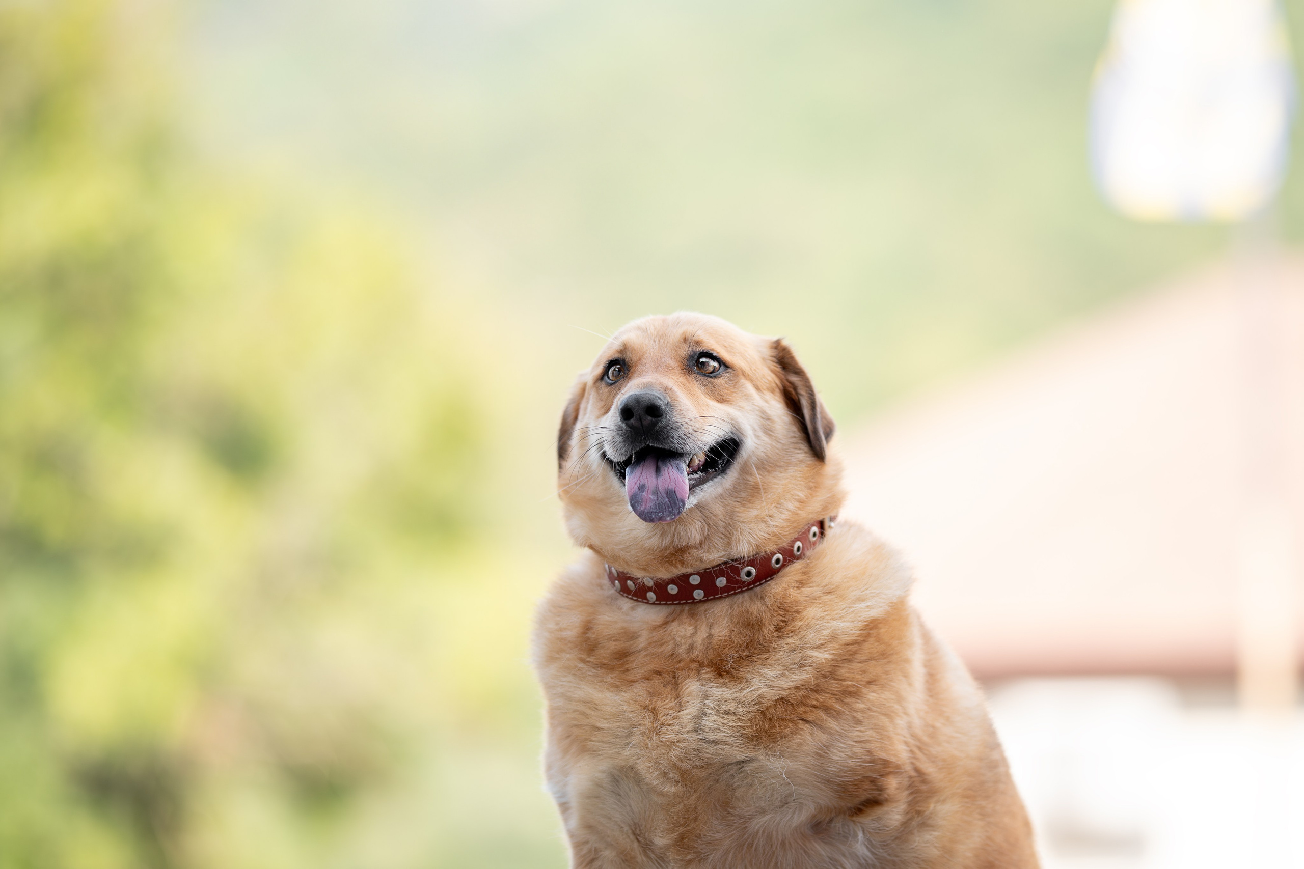 Мини-приют «Возрождение». Ирина Голомб|Фотограф-анималист в  Сочи и Калининграде