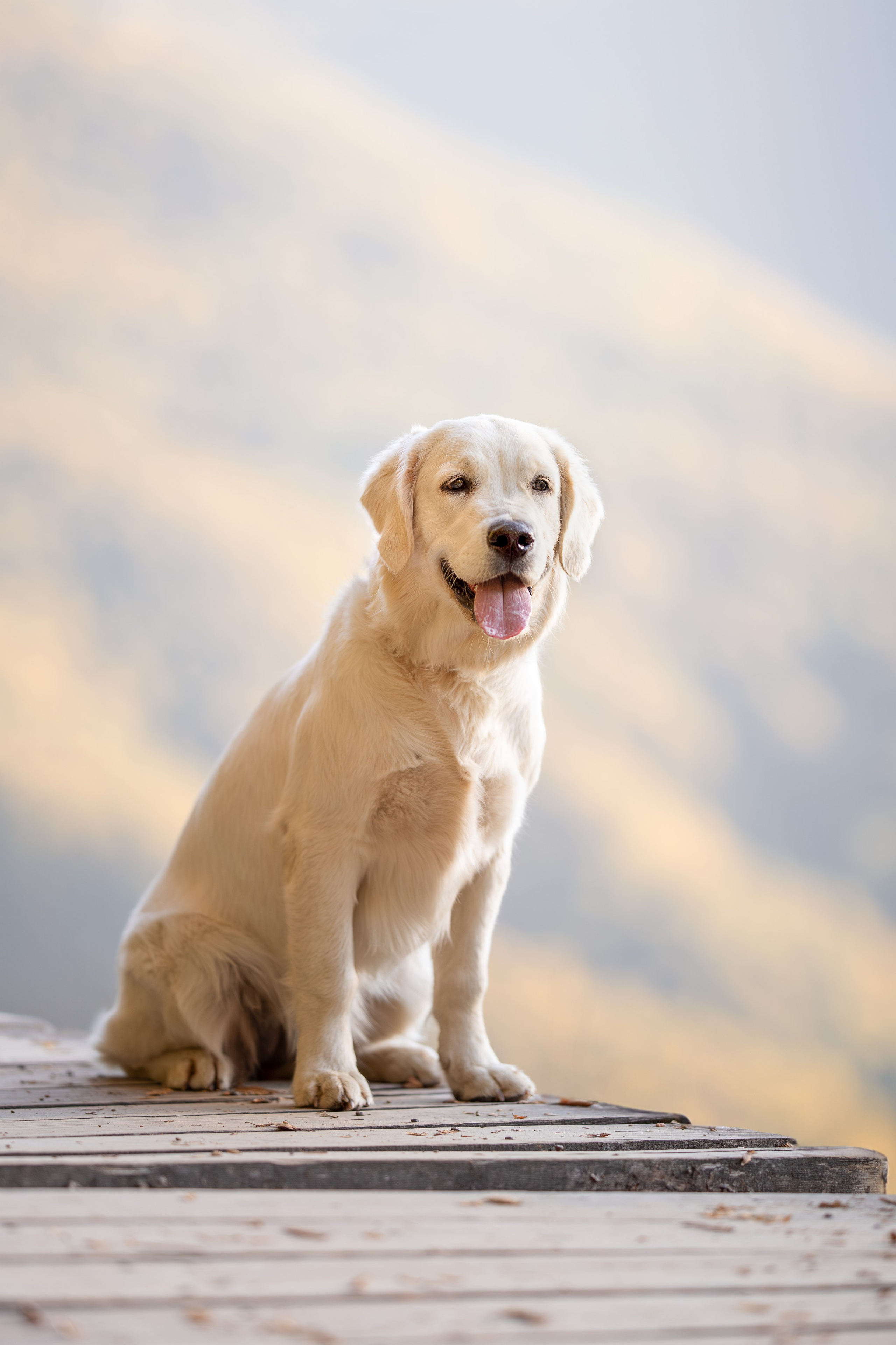 Асти, Делфи и Фреска, Голден Ретриверы. Ирина Голомб|Фотограф-анималист в  Сочи и Калининграде
