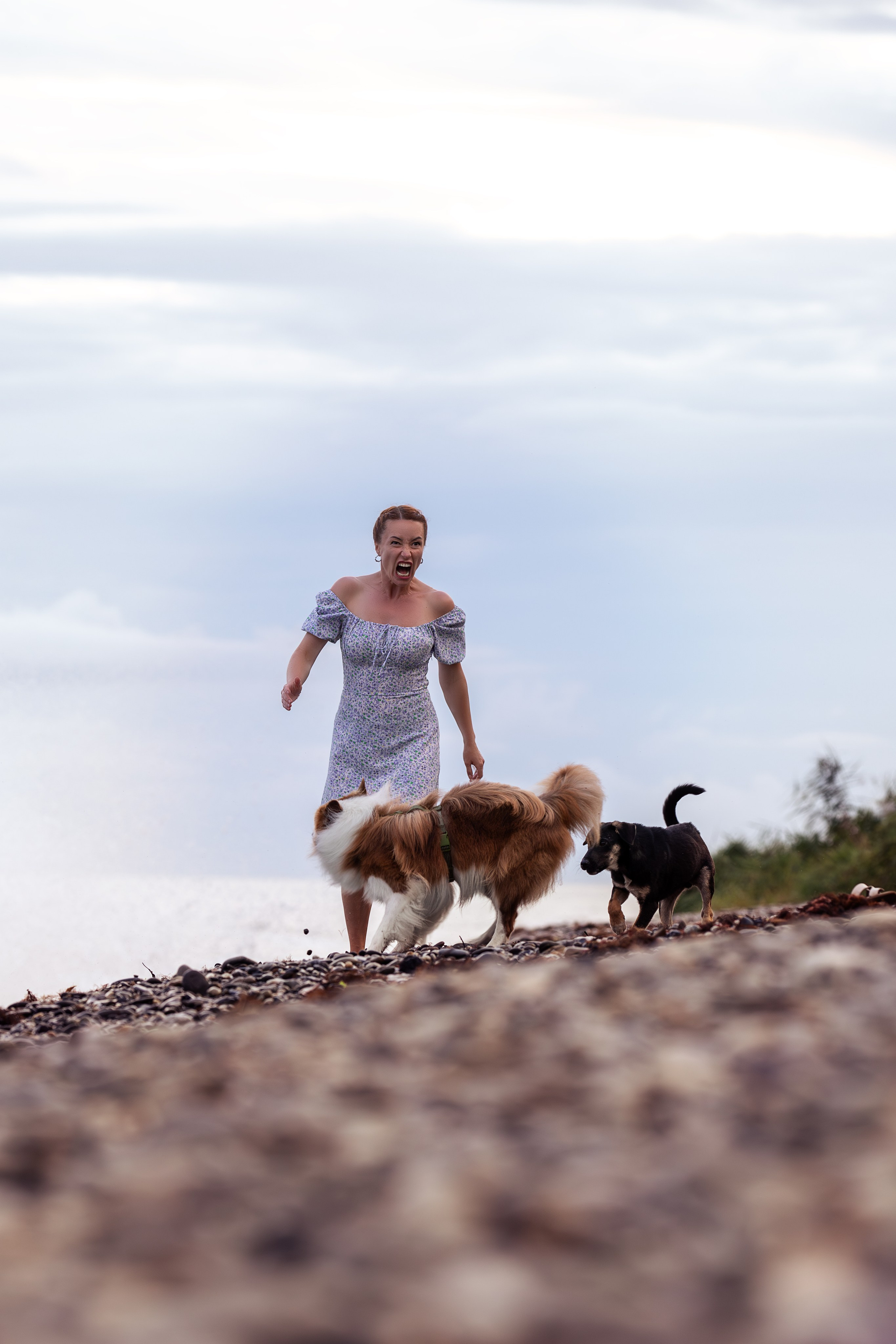 Нолан, Бордер-колли. Ирина Голомб|Фотограф-анималист в  Сочи и Калининграде