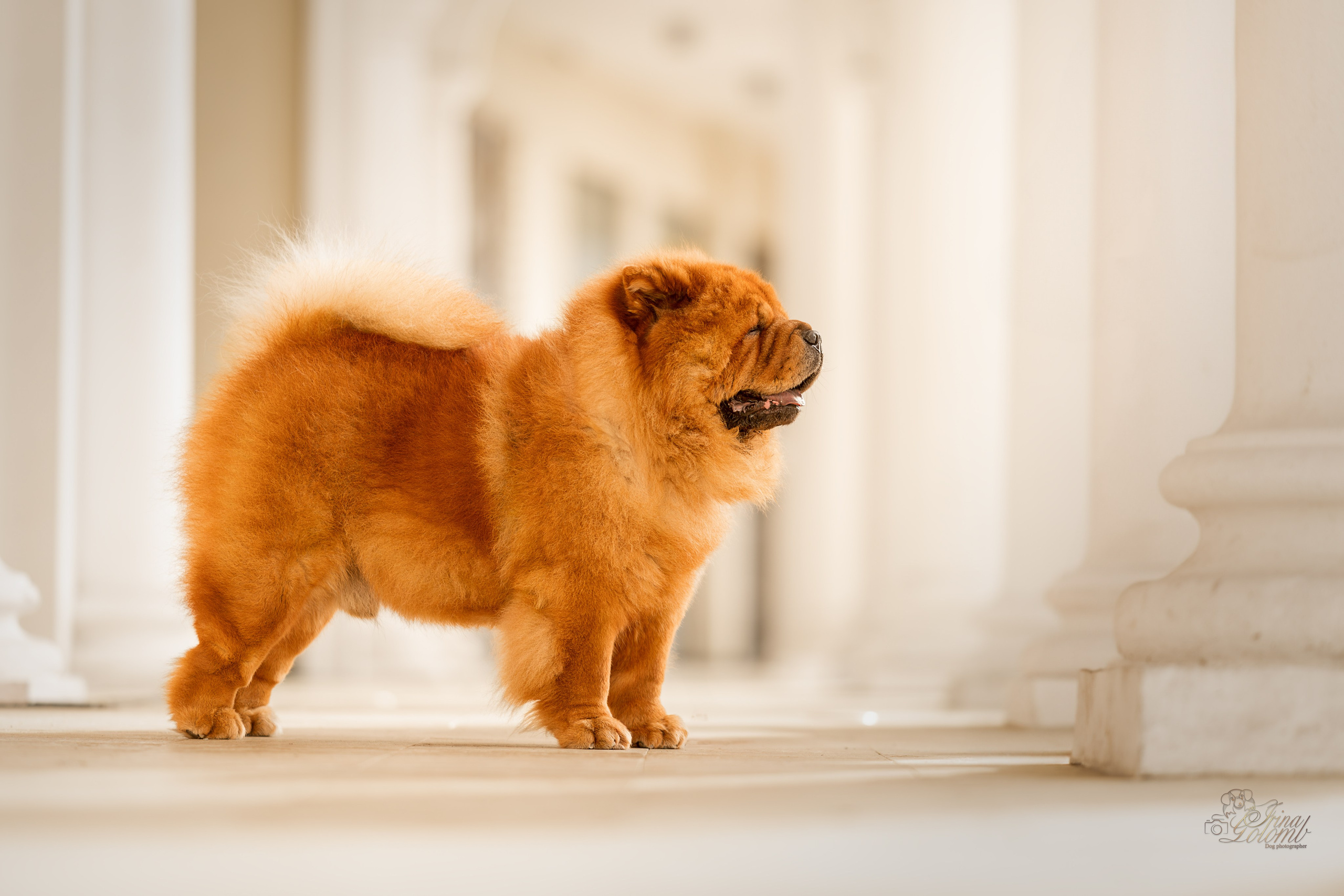 Дана и Макс, Чау-чау. Ирина Голомб|Фотограф-анималист в  Сочи и Калининграде