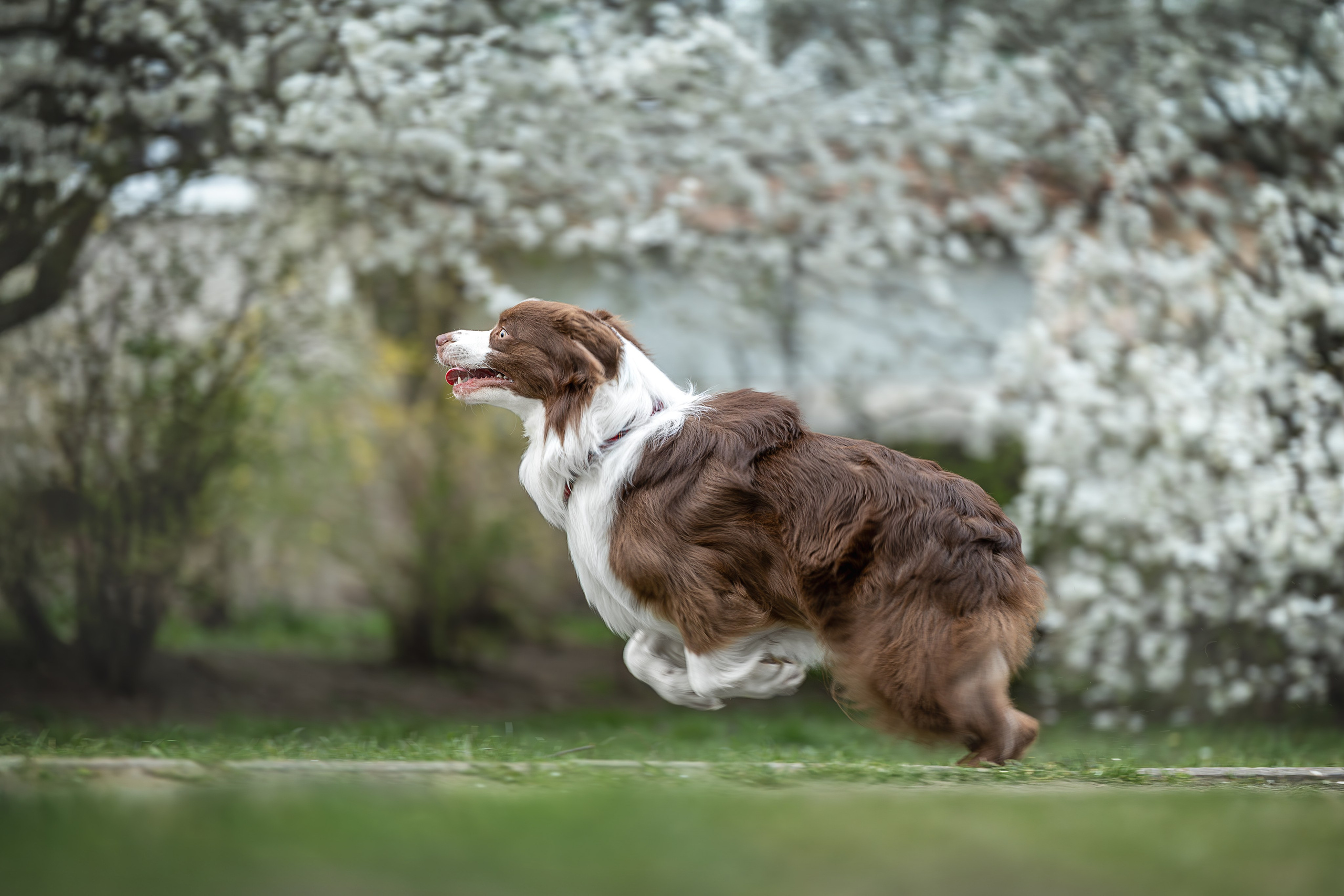Дин, Австралийская Овчарка. Ирина Голомб|Фотограф-анималист в  Сочи и Калининграде