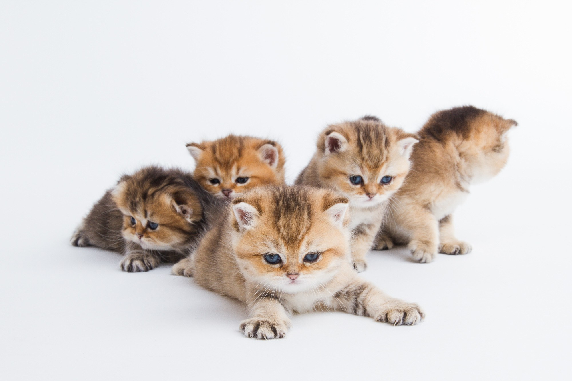 Питомцы. Фотоателье и полиграфия | Красивые фотосессии, сувениры с фото | Ремонт смартфонов, ноутбуков и техники в Коломне Zinovyev Team