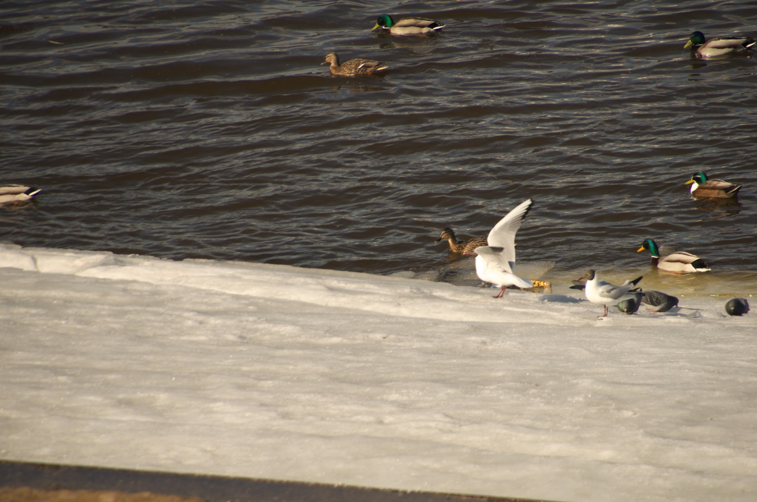 Поездка в Тверь и Торжок | 30-31.03.2019. Галерея Фантим