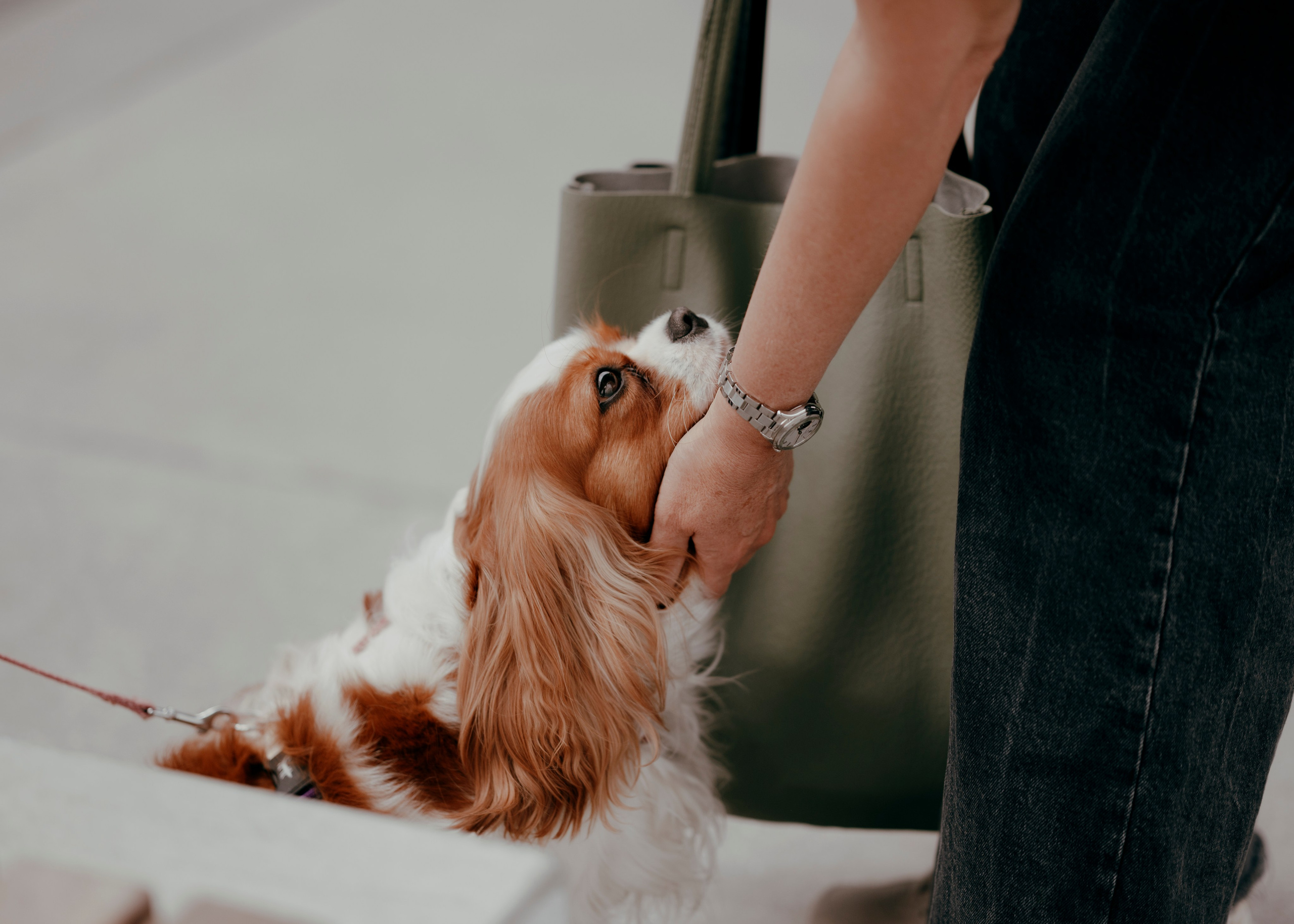 Дольче. Фотограф- анималист Александра Матвеева