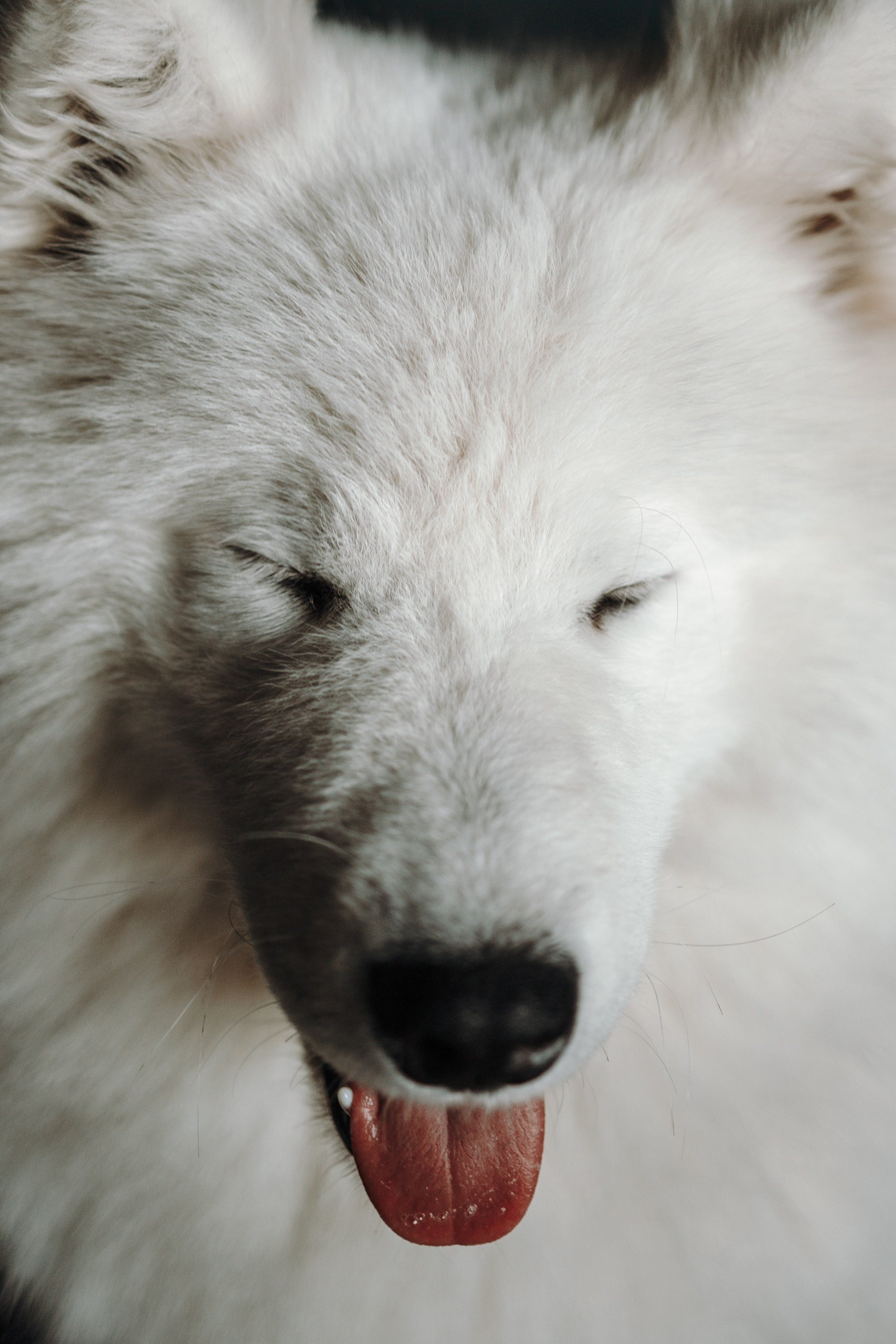 Марина и Мушу. Фотограф — Анималист | Санкт-Петербург