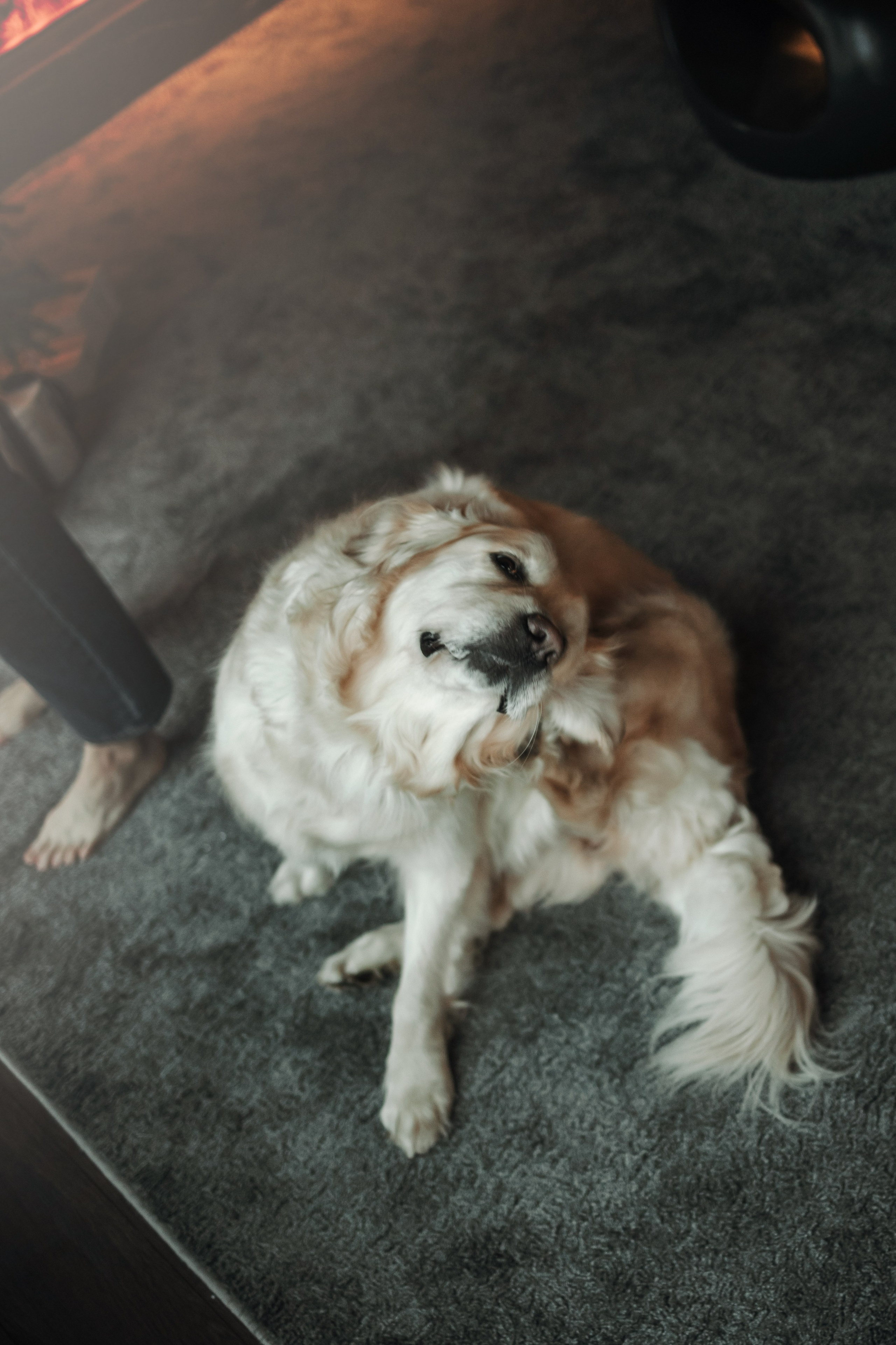 Вика и Рози. Фотограф — Анималист | Санкт-Петербург