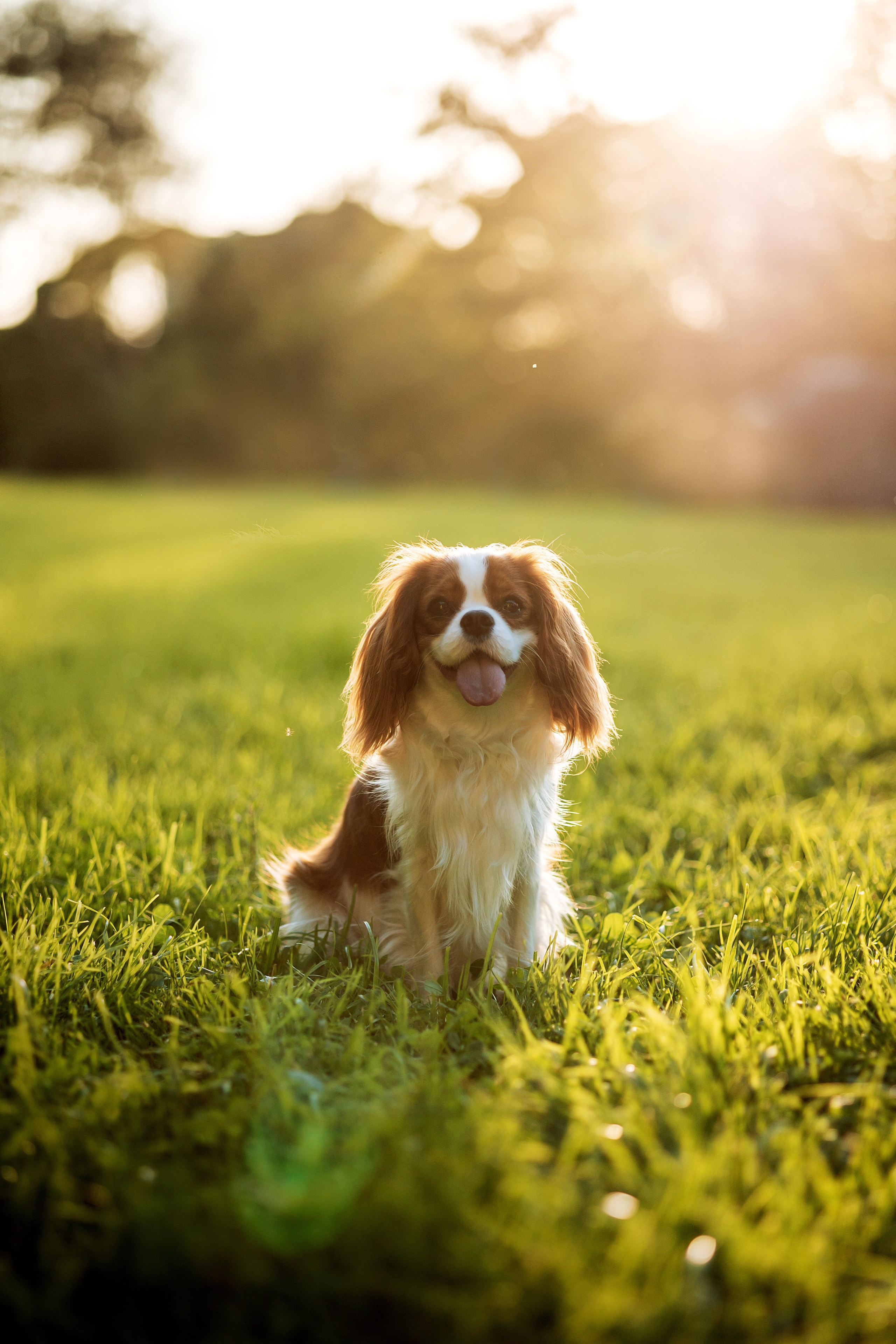 Юлия и Мия. Фотограф — Анималист | Санкт-Петербург