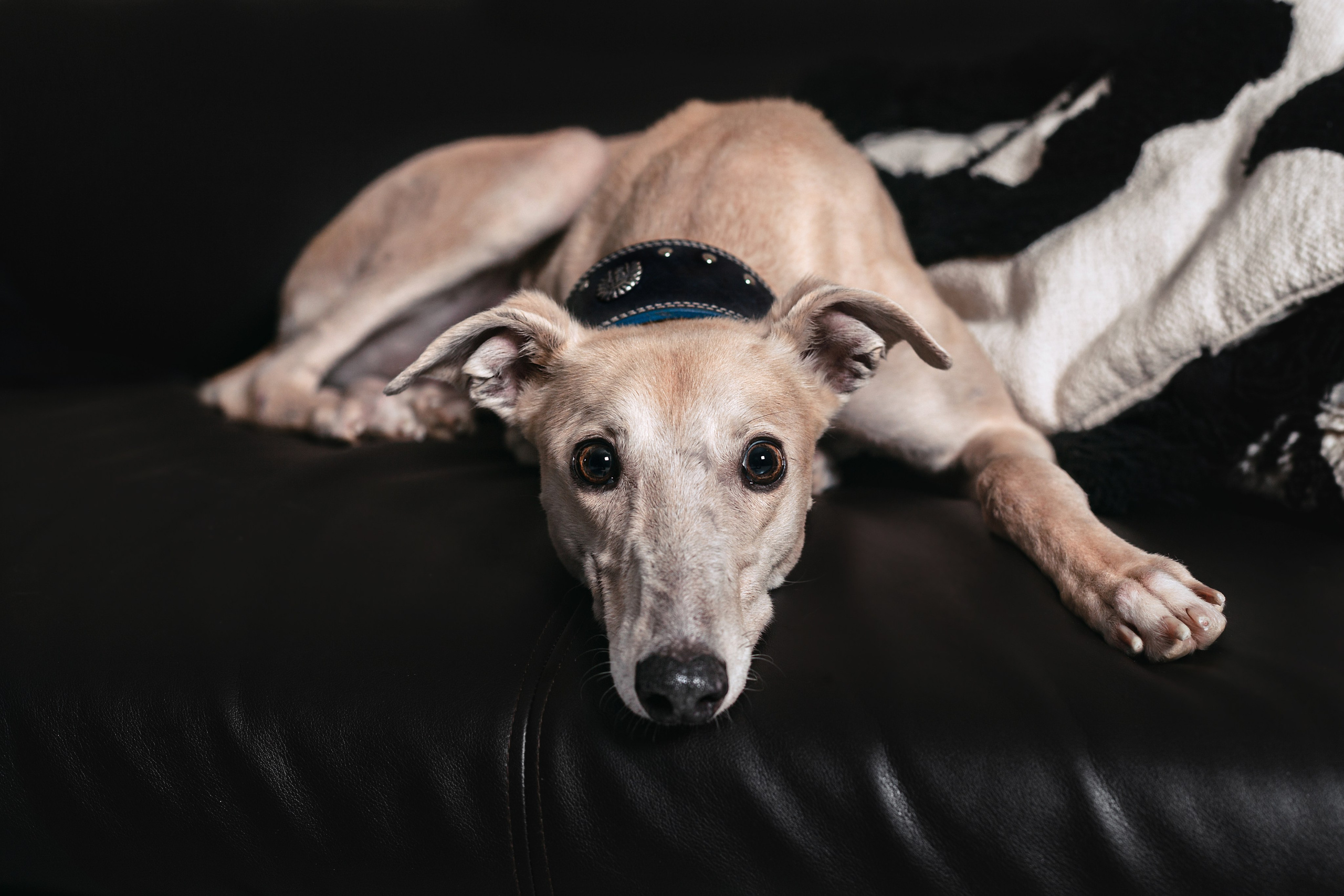 Студийная съемка 2 собак 2024. Фотограф-анималист Татьяна Степанова