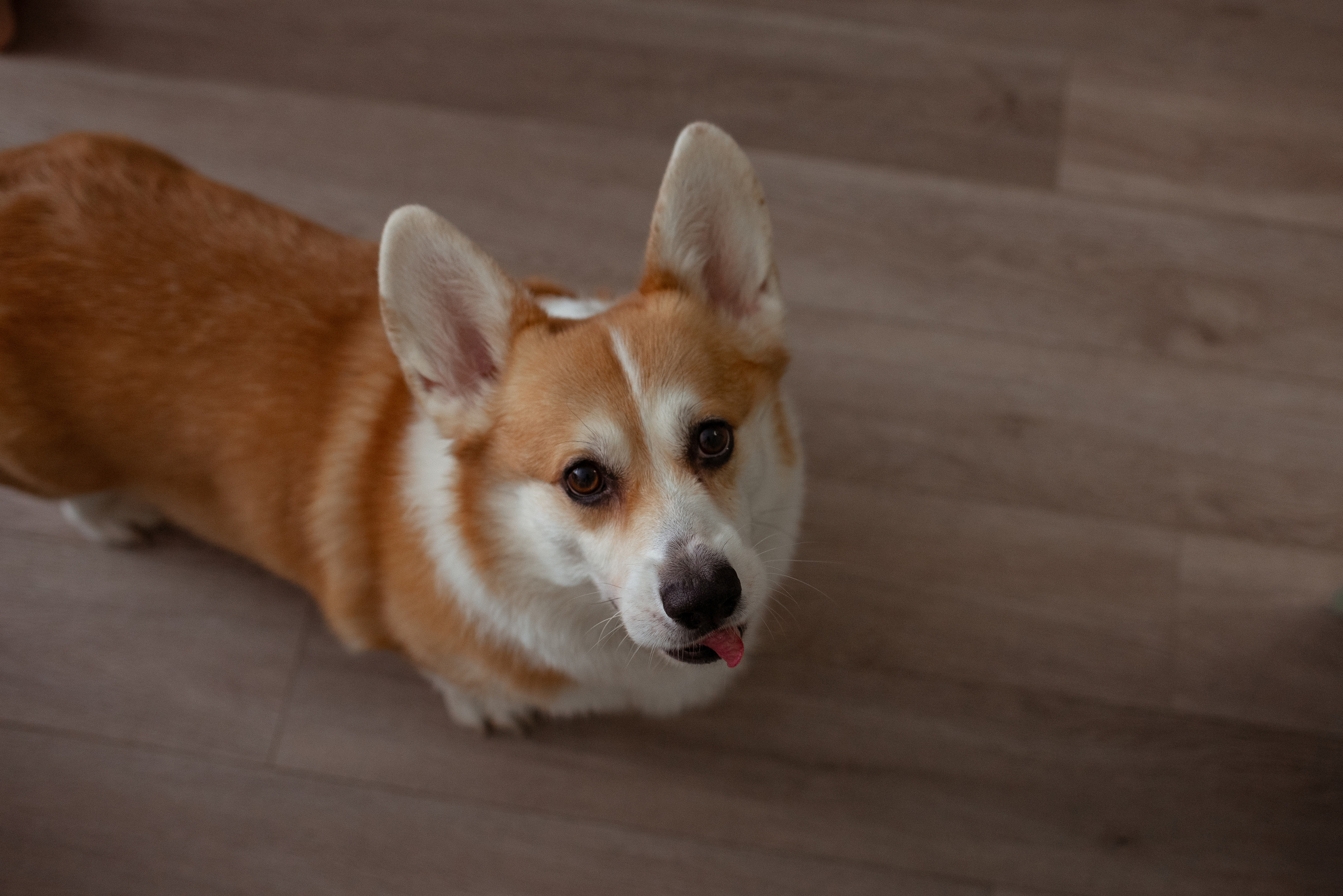 Семья Екатерины. Семейный и женский фотограф в Москве Кубасова Маша